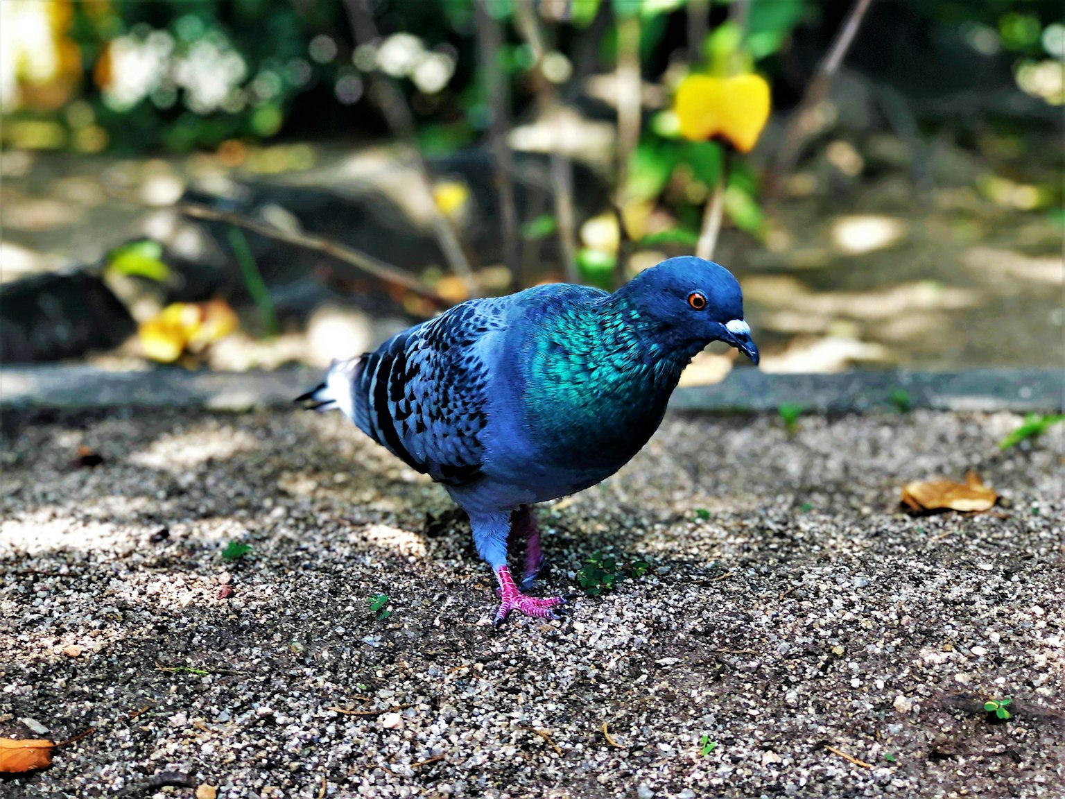 A pigeon with blue feathers walking on sandy ground with green leaves in the background