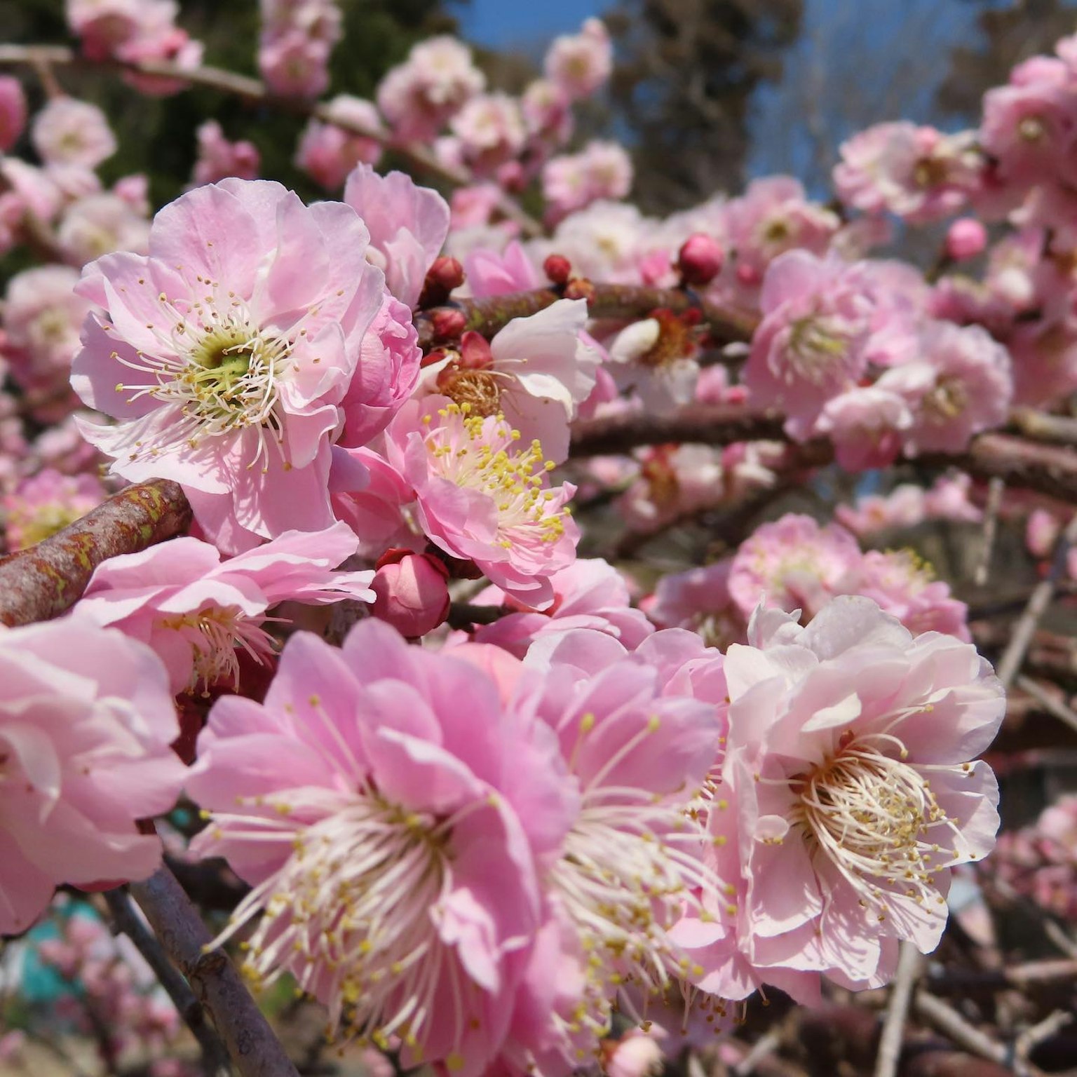 Nahaufnahme eines Kirschbaums mit schönen rosa Blüten