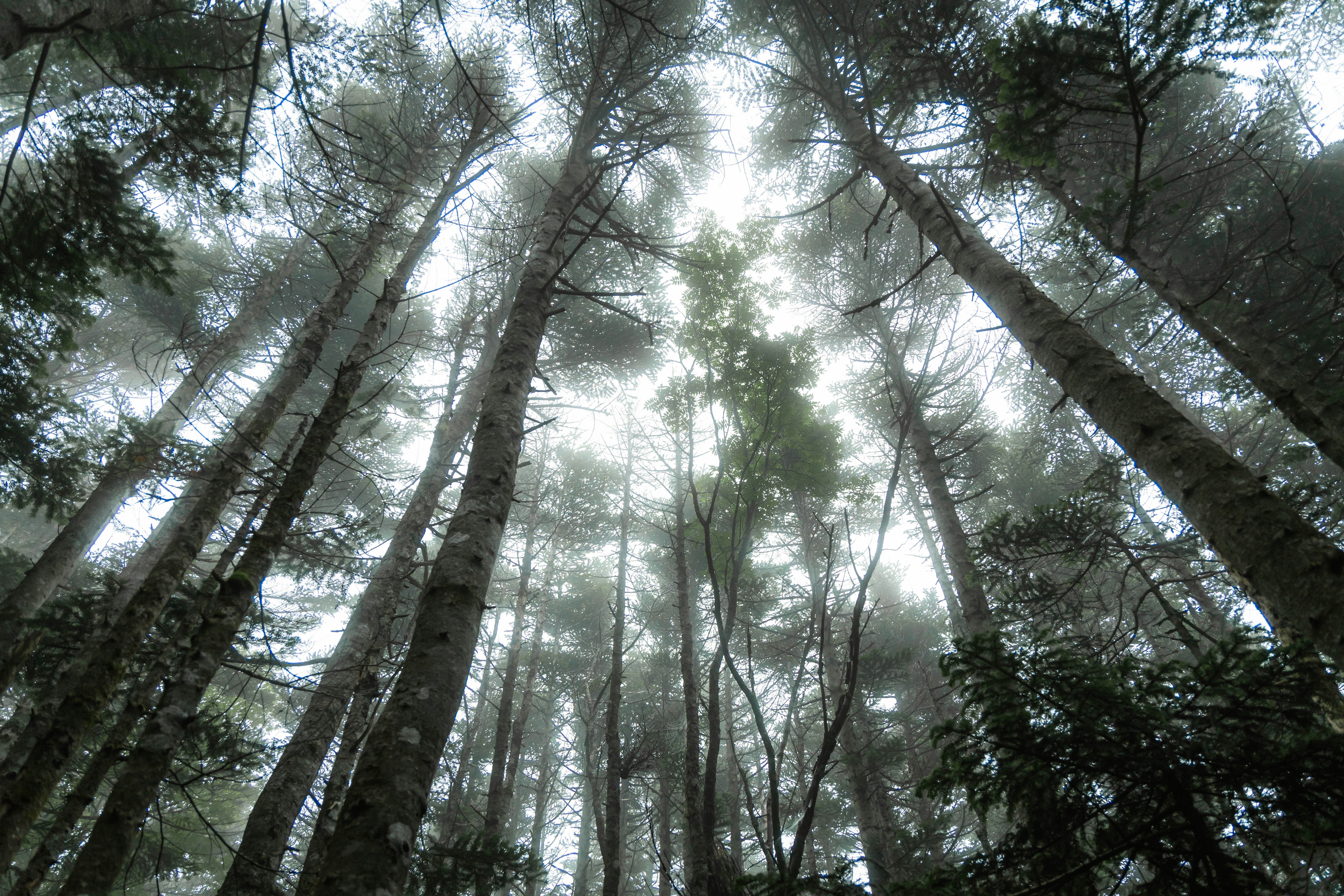 foggy forest canopy view of tall trees