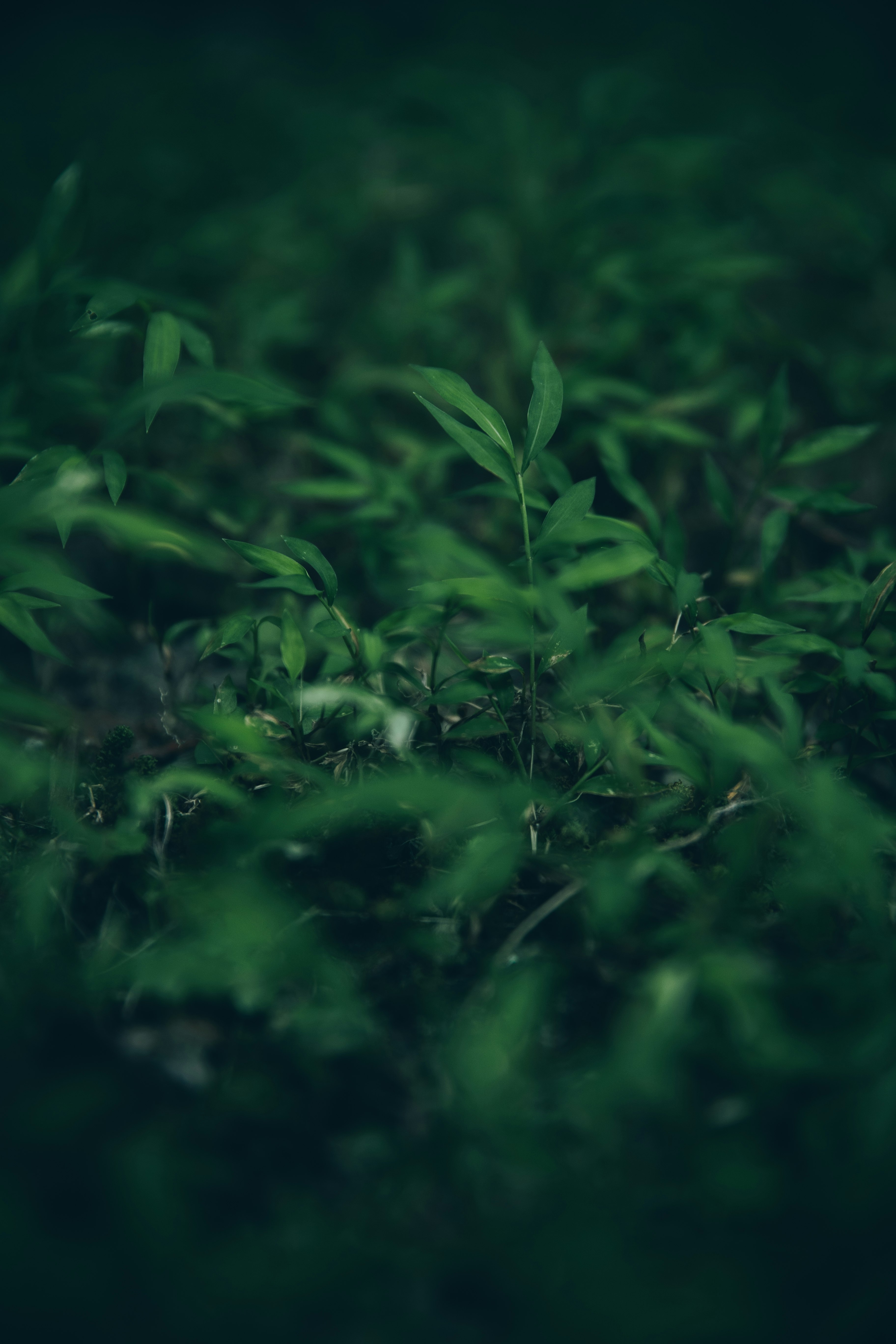緑の葉が広がる草むらのマクロ