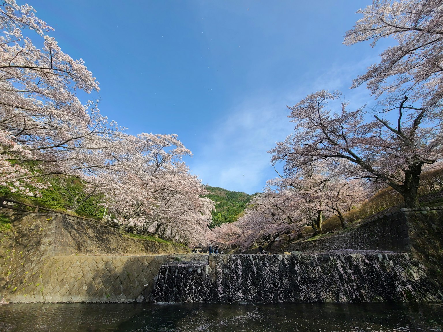 櫻花樹和公園小瀑布的風景