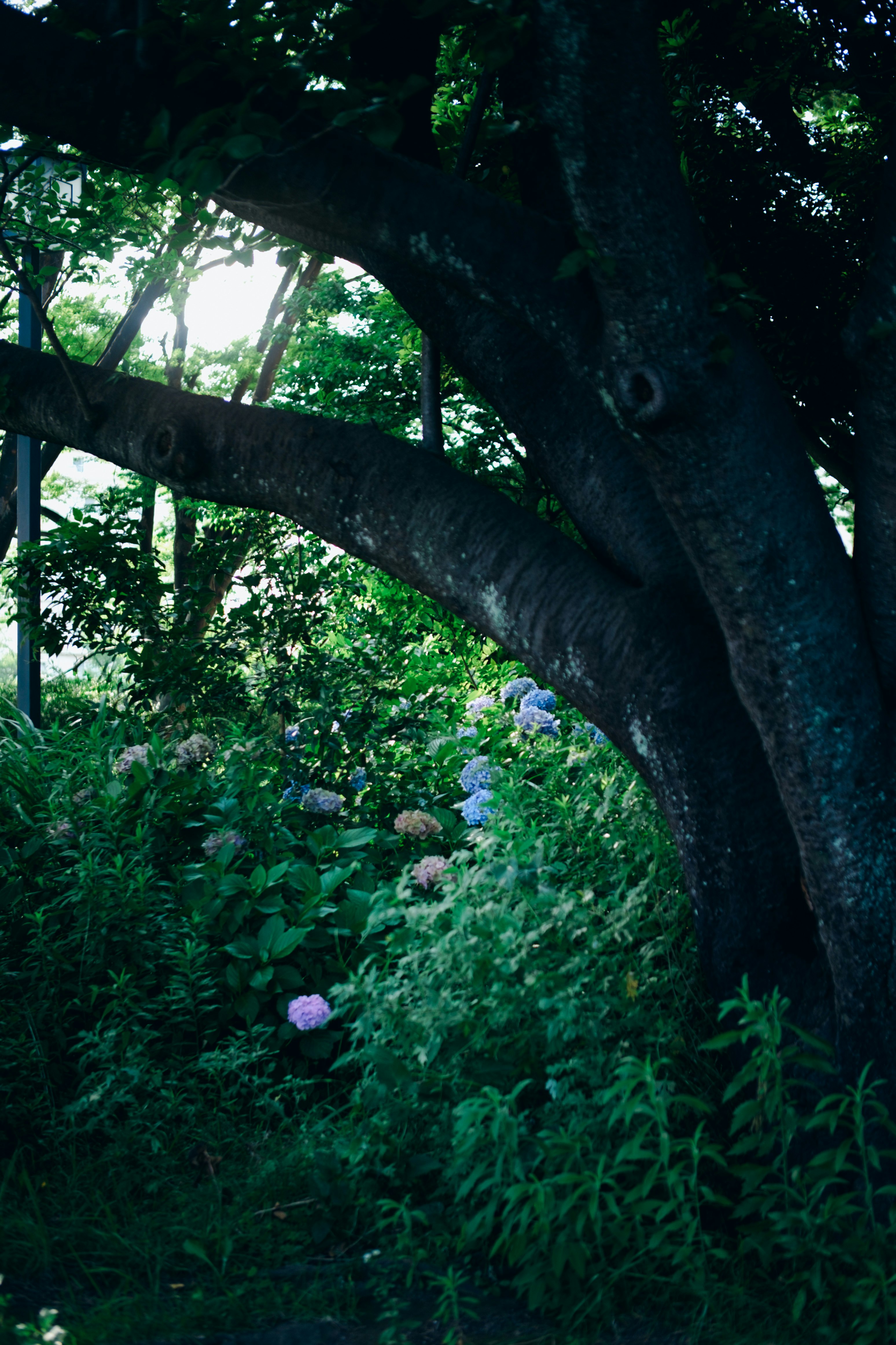 flowers and lush greenery under a large tree image