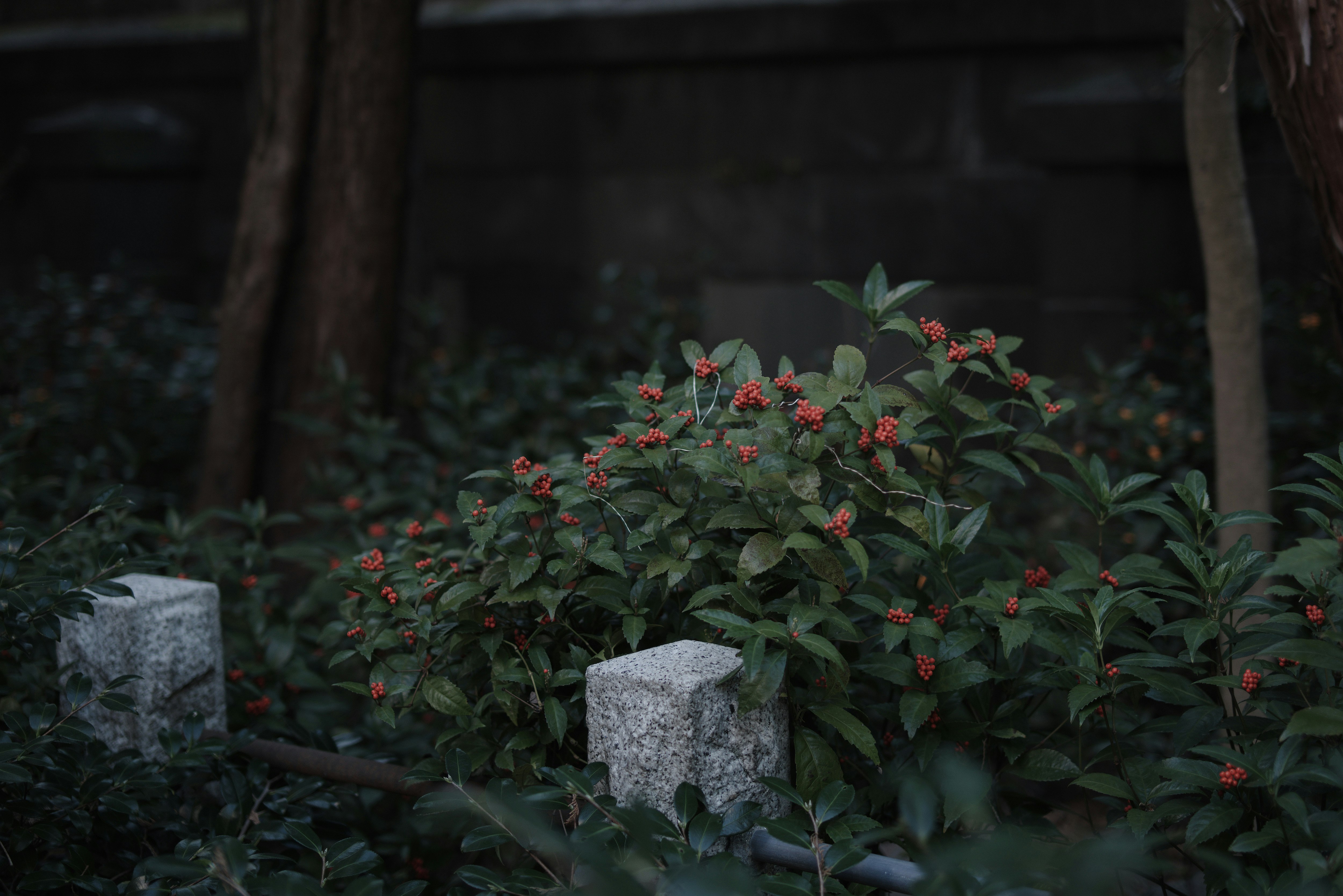 red sarcococca berries in potted plants in a garden