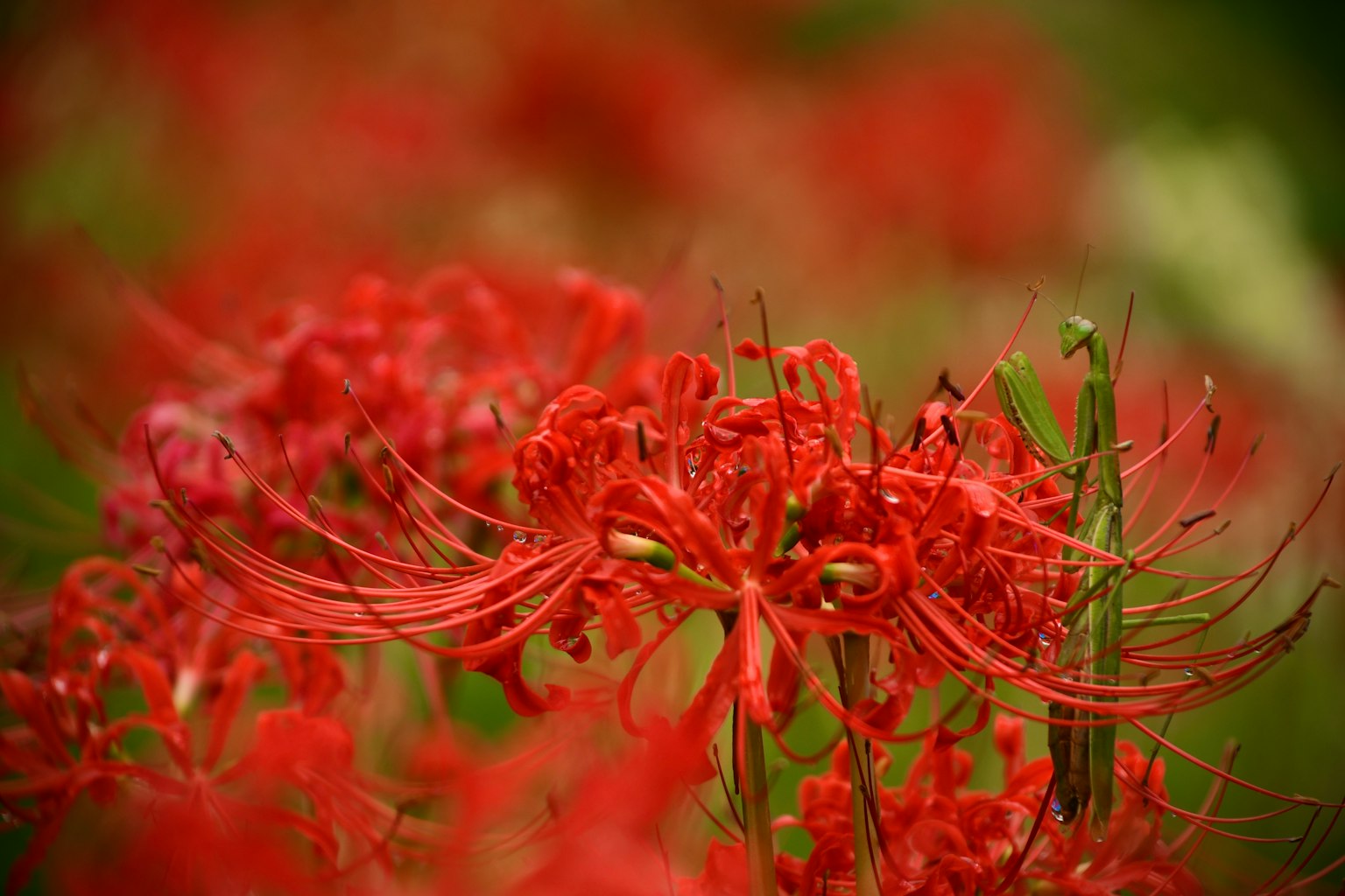 ภาพสวยงามของดอกลิลลี่แมงมุมสีแดงสดที่บาน