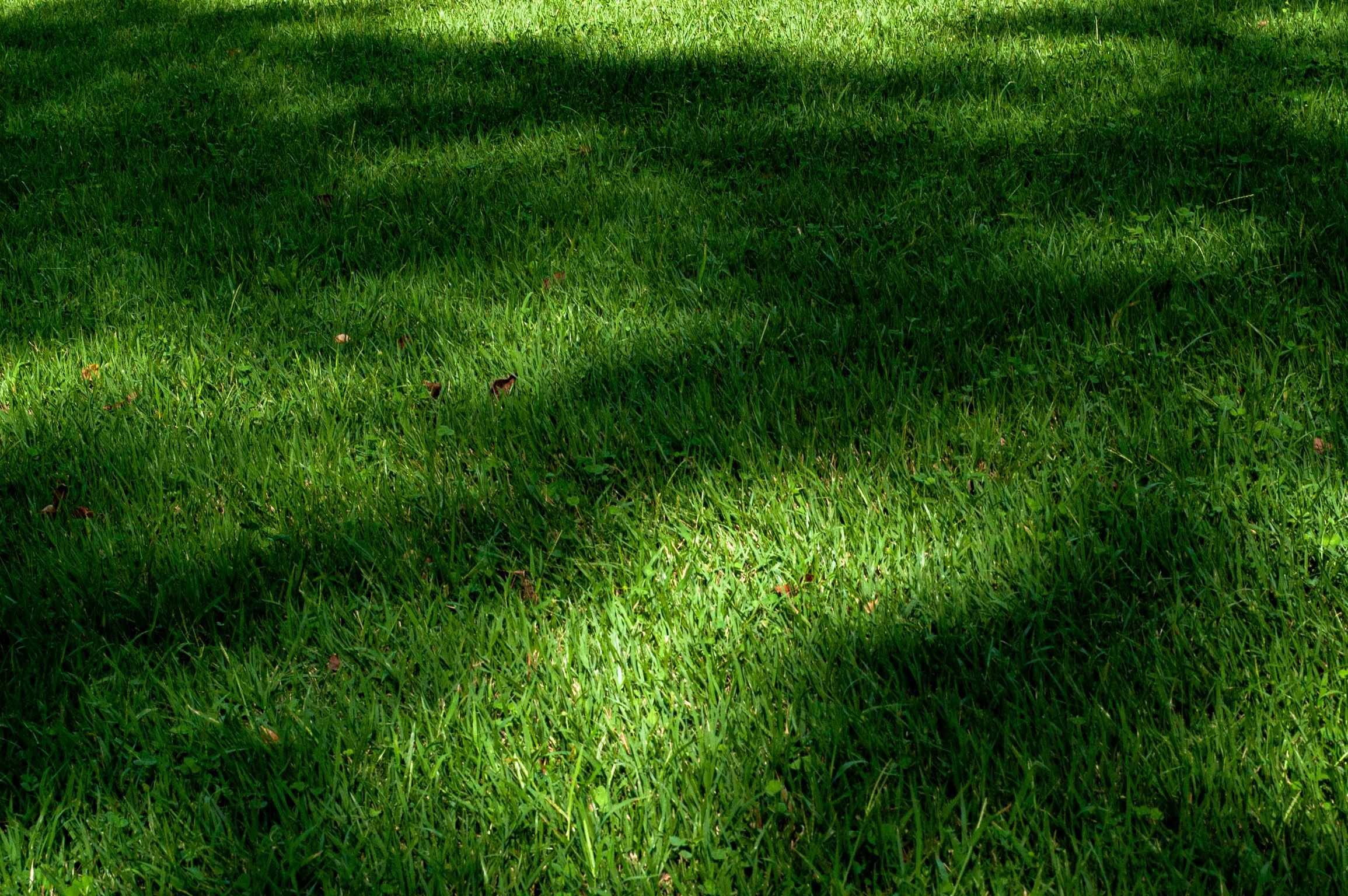 Patrones de luz del sol sobre un césped