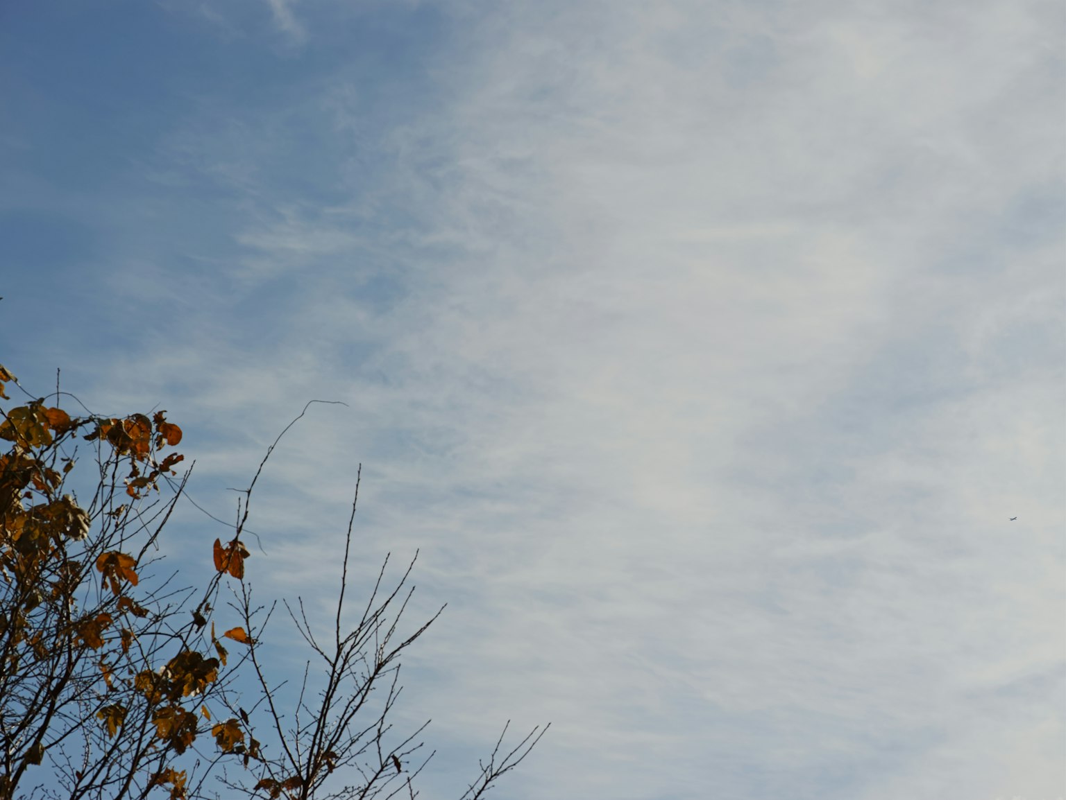 Ciel bleu avec des nuages épars et des feuilles d'automne sur un arbre