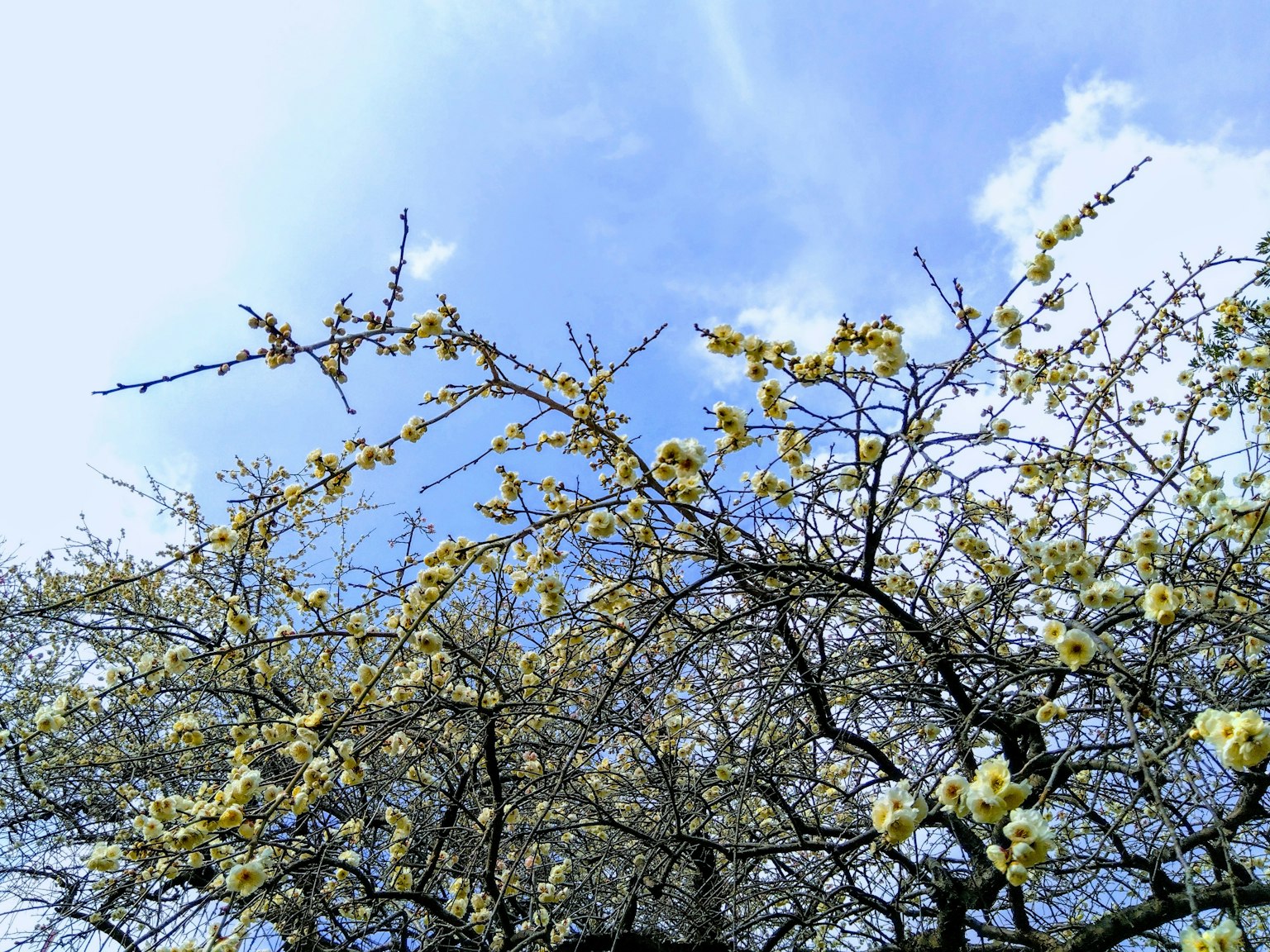Äste mit gelben Blüten unter einem blauen Himmel