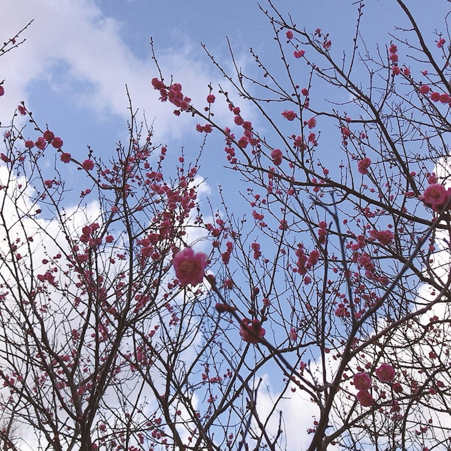 Cabang pohon dengan bunga merah muda di bawah langit biru