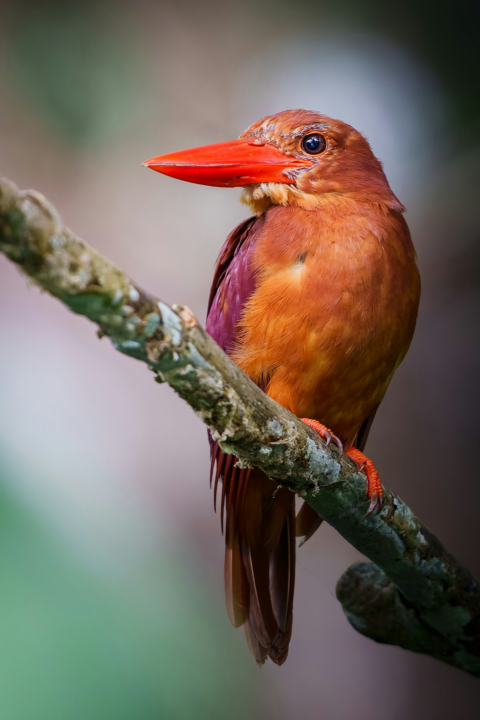 Un pequeño pájaro con un pico naranja brillante posado en una rama