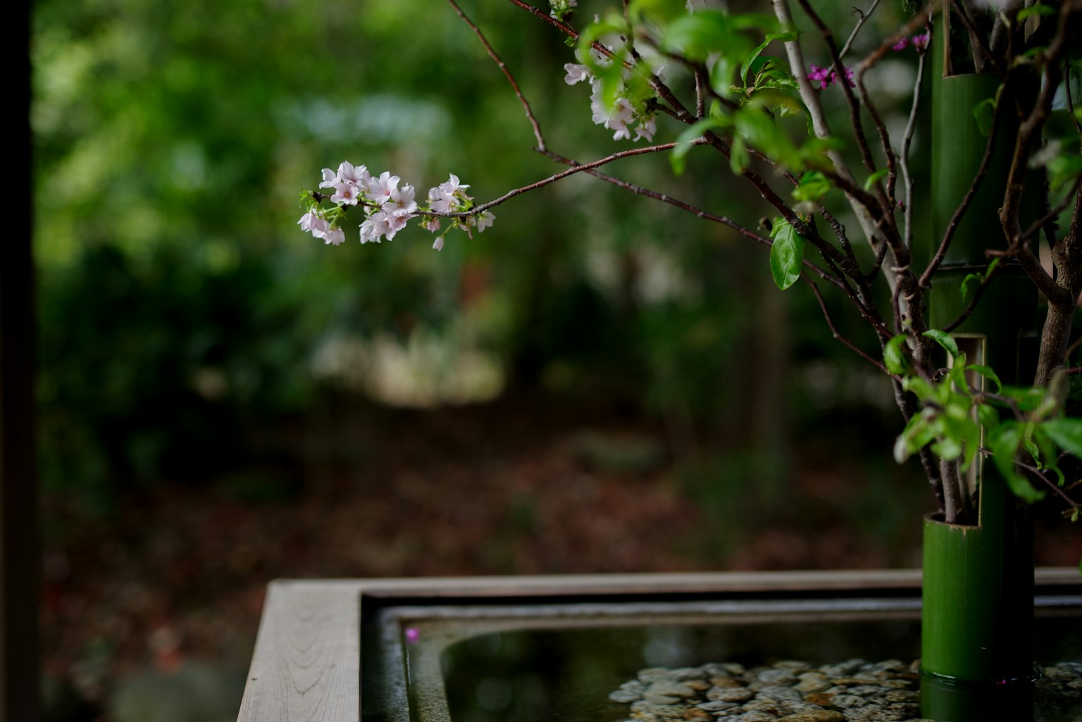 Una scena tranquilla con fiori bianchi su una pianta e una superficie d'acqua riflettente con uno sfondo verde lussureggiante