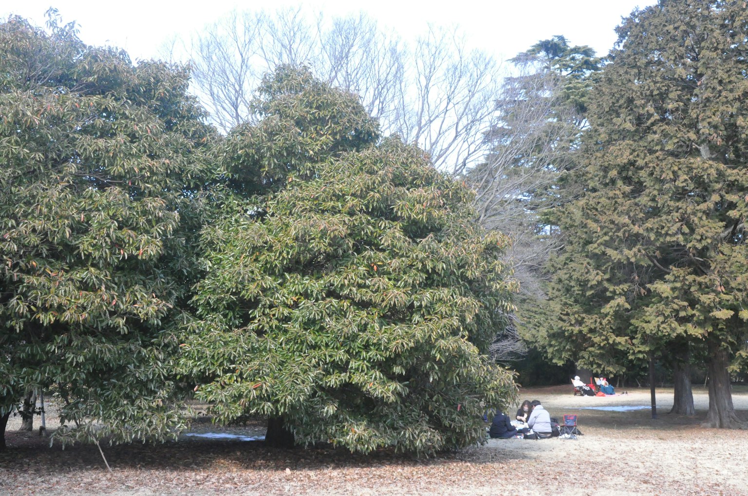 Árboles verdes exuberantes en un parque