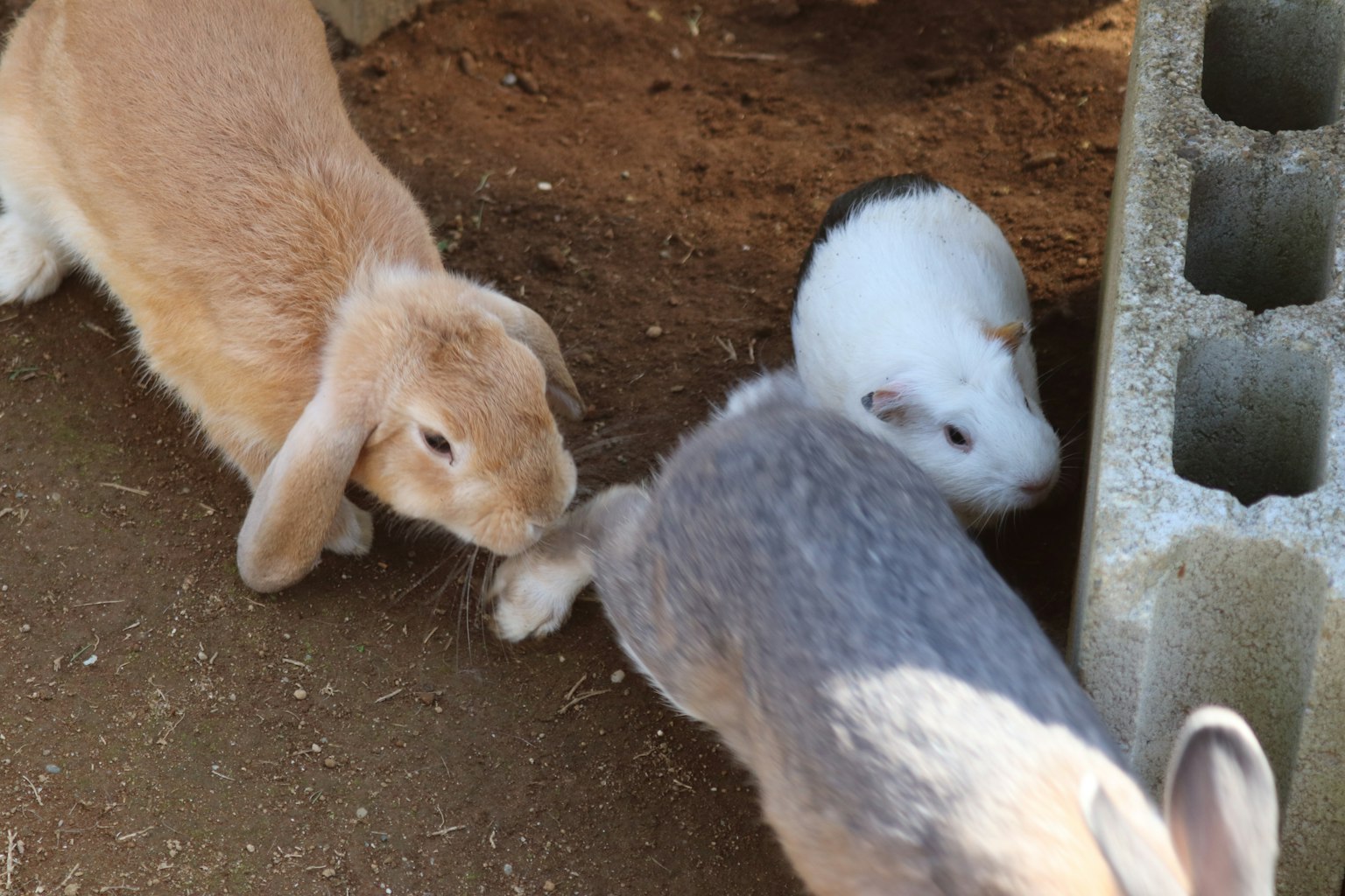 Tre conigli camminano sul terreno con un coniglio marrone e un coniglio bianco visibili