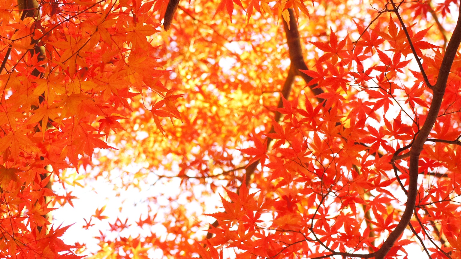 Feuilles d'automne vibrantes en teintes rouges sur un fond lumineux