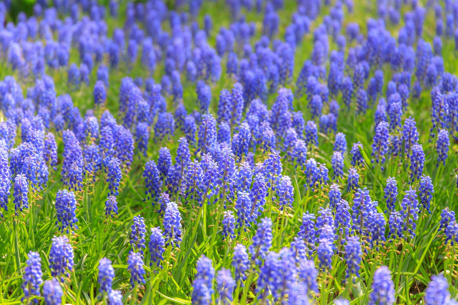 綠色草地上的鮮豔藍花叢