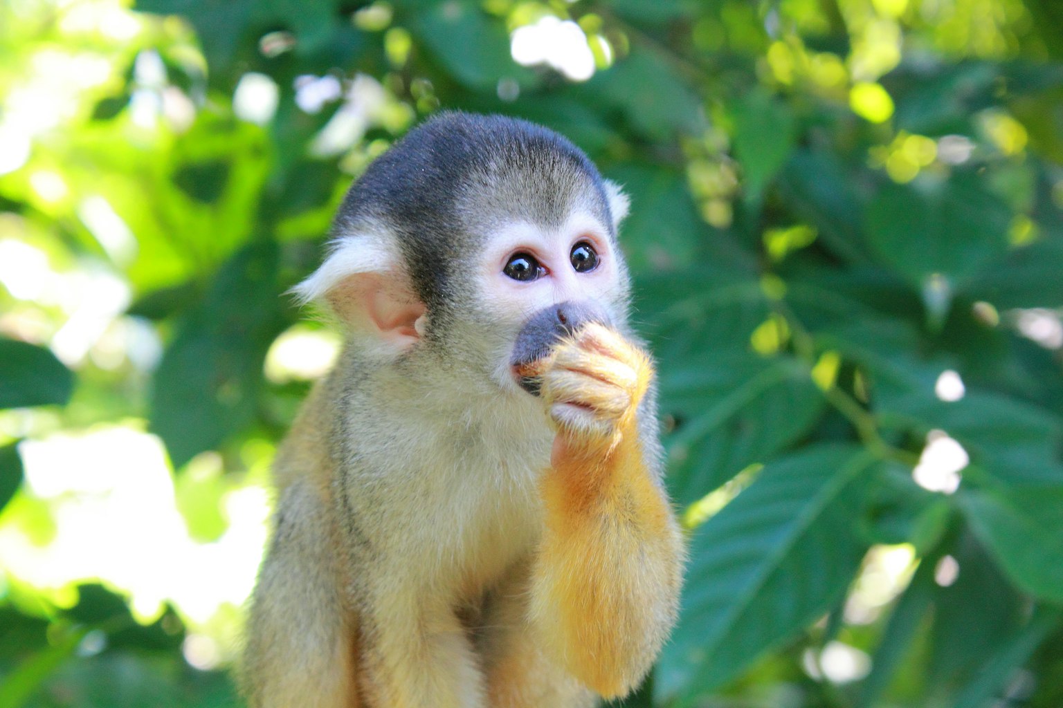 Seekor monyet memegang makanan dengan ekspresi lucu di latar belakang hijau
