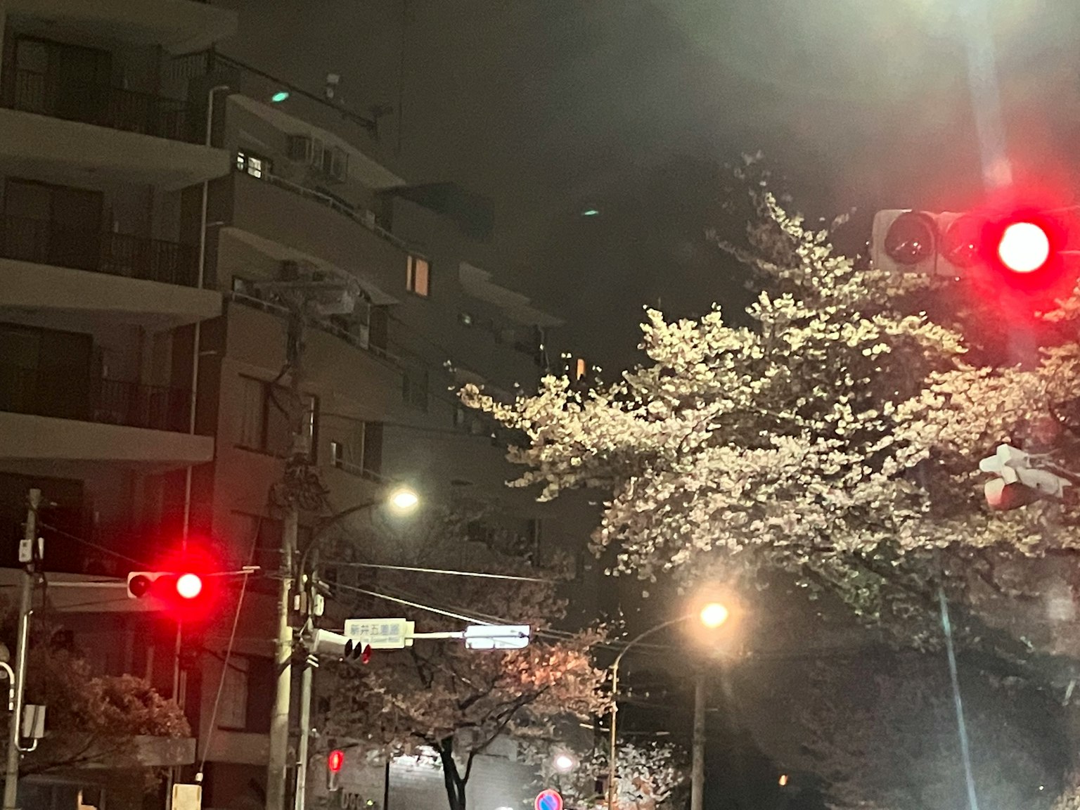 Scena notturna con ciliegi in fiore e semaforo rosso
