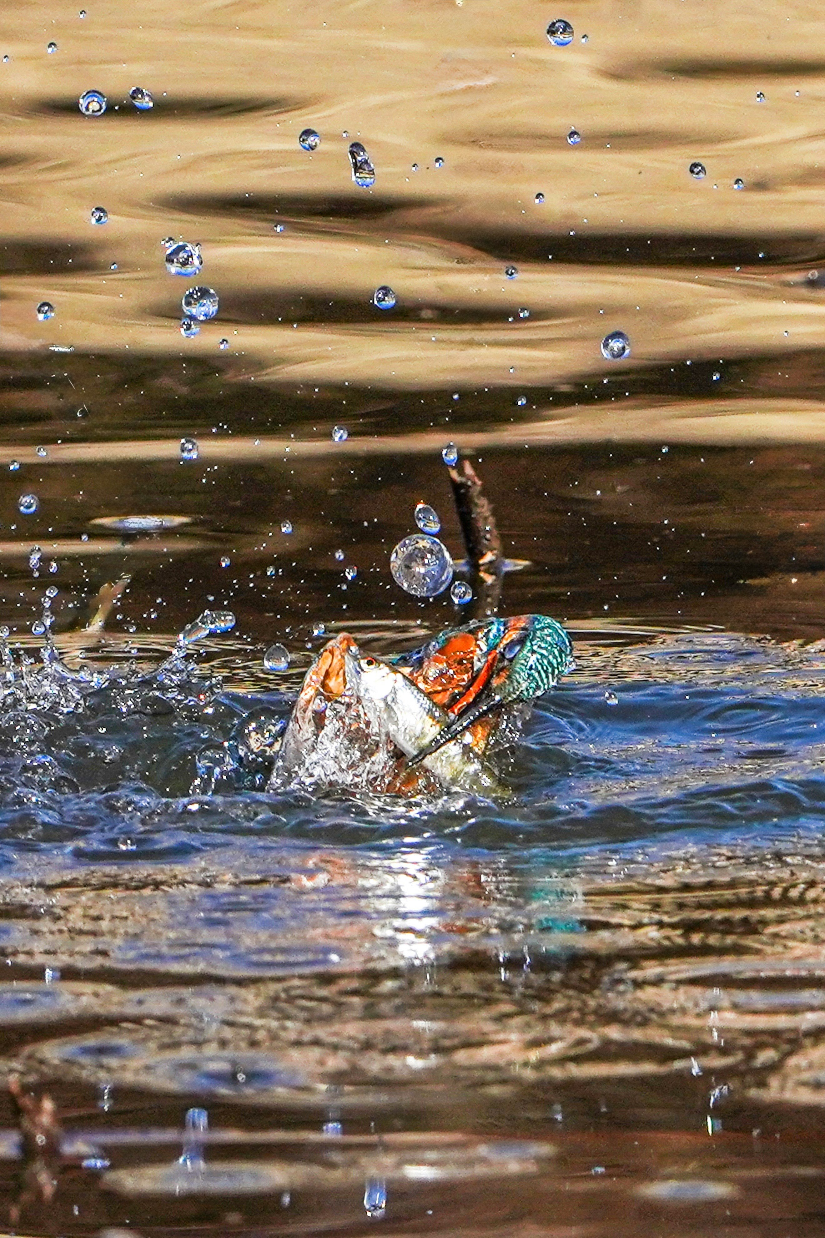 水面から飛び出すカワセミのダイブと水しぶき