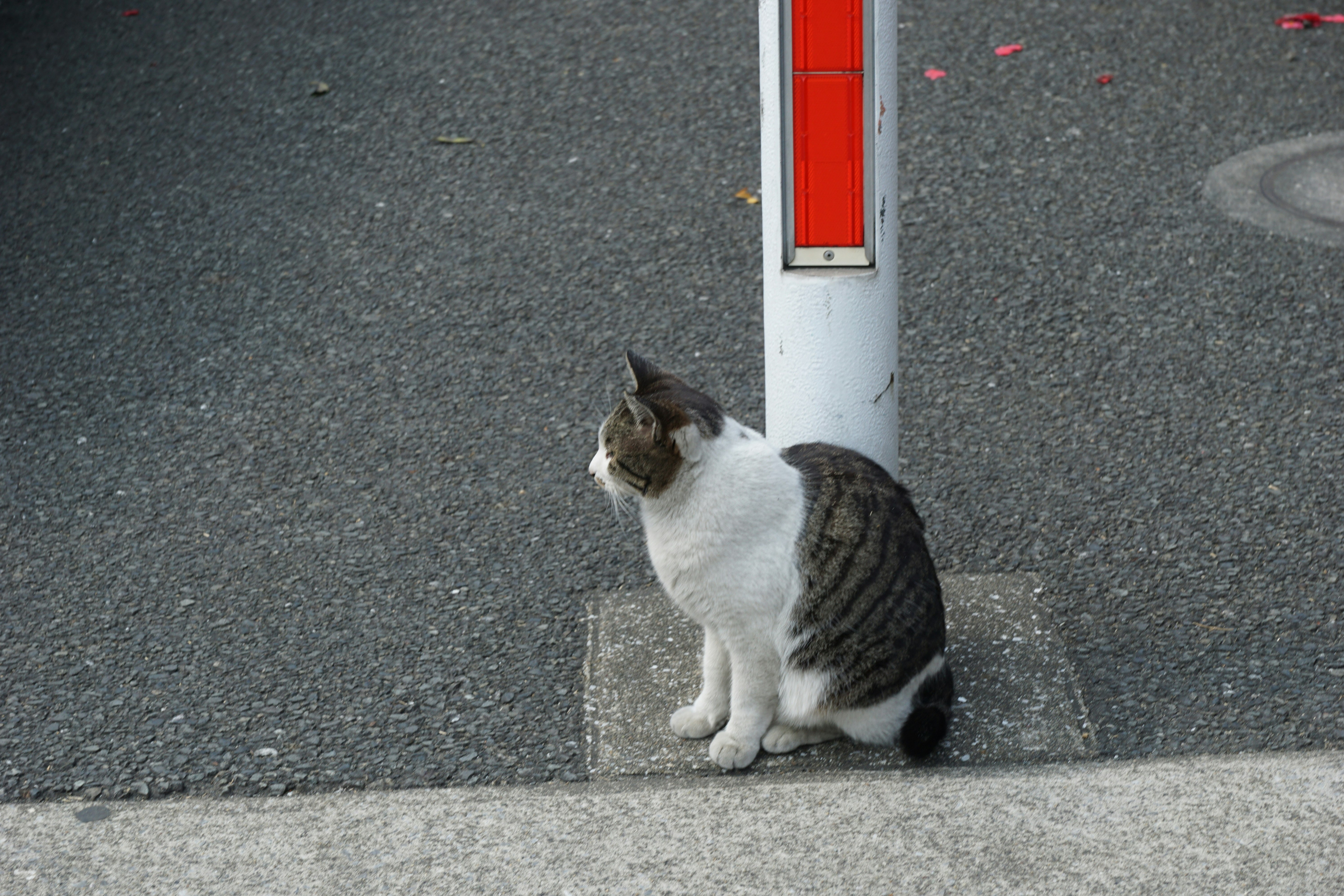路地の壁際に座る白黒の野良猫