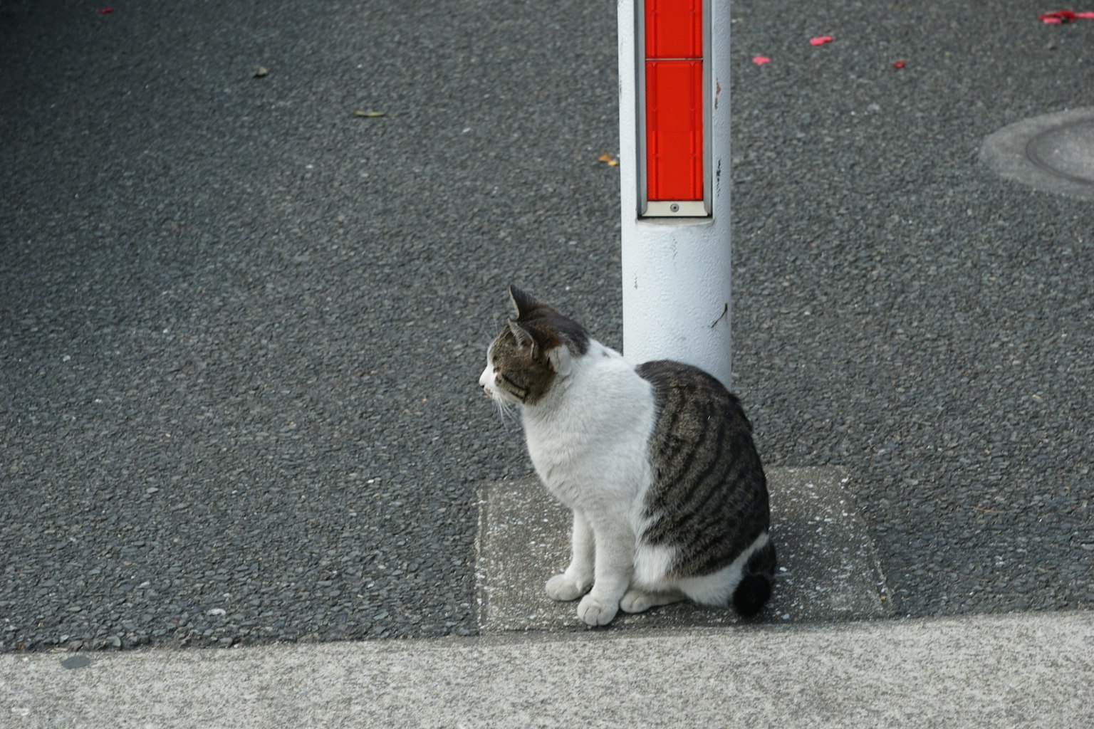 A white and gray cat sitting by a red signpost on a street corner