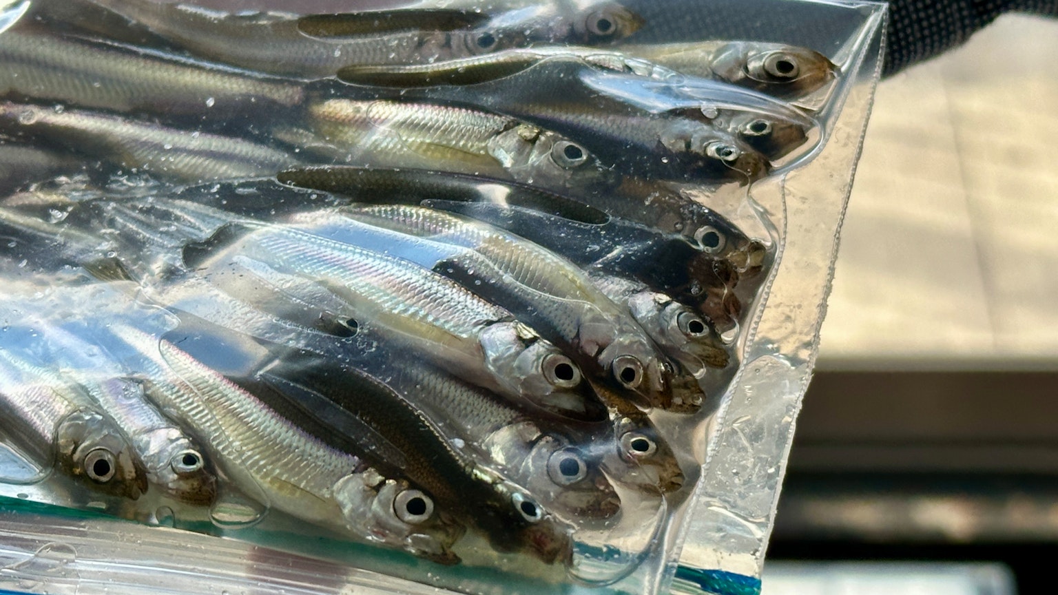 Poissons frais exposés dans un sac en plastique transparent