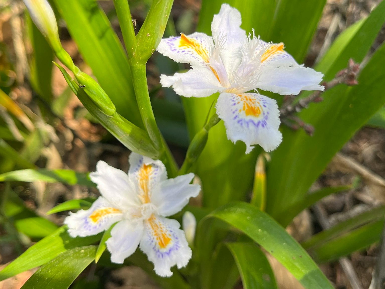 两朵白色花瓣的花，带有黄色和紫色的花纹