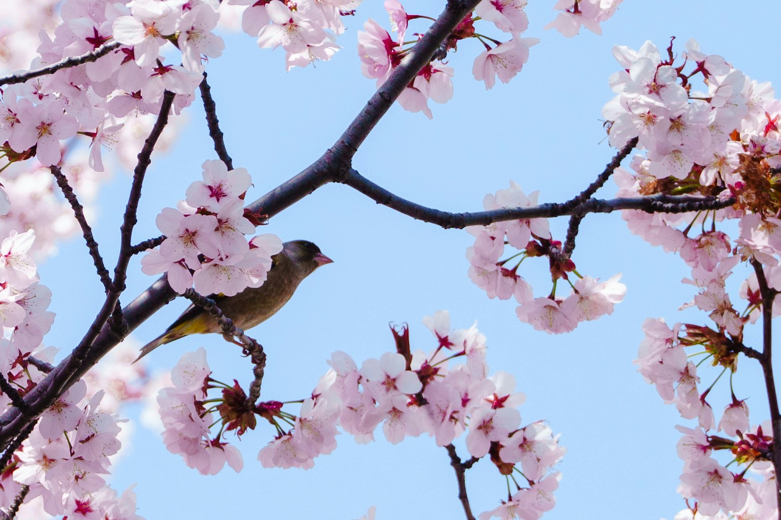 Ein schönes Foto eines Vogels zwischen Kirschblüten