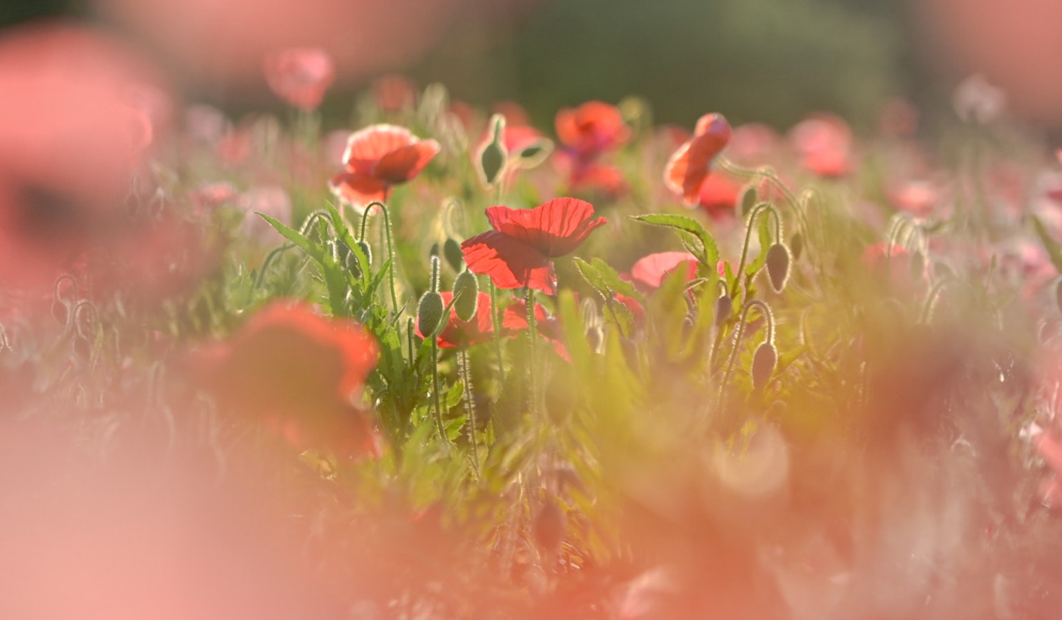 다채로운 양귀비가 만개한 아름다운 꽃밭