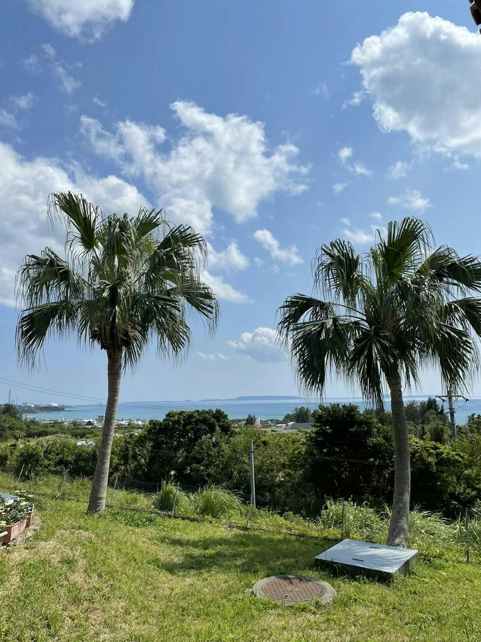 Palmen vor einem hellblauen Himmel mit Wolken und Meerblick