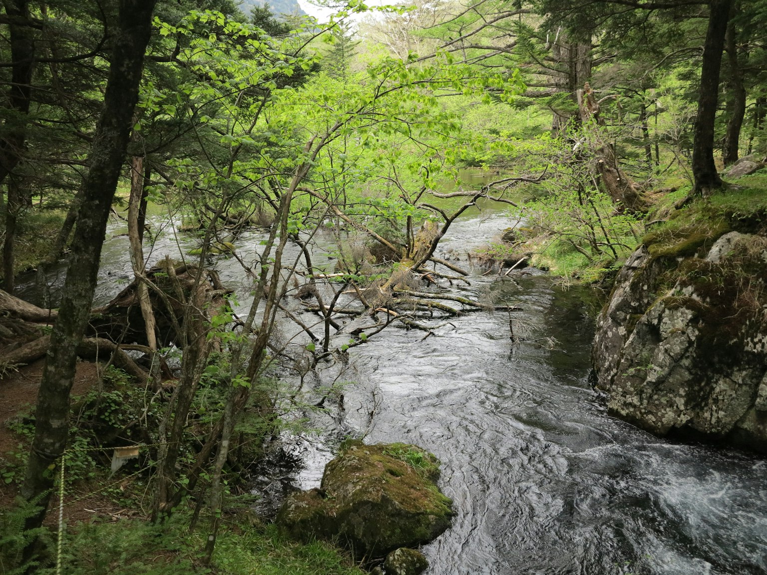 Scenic view of a stream surrounded by lush green trees