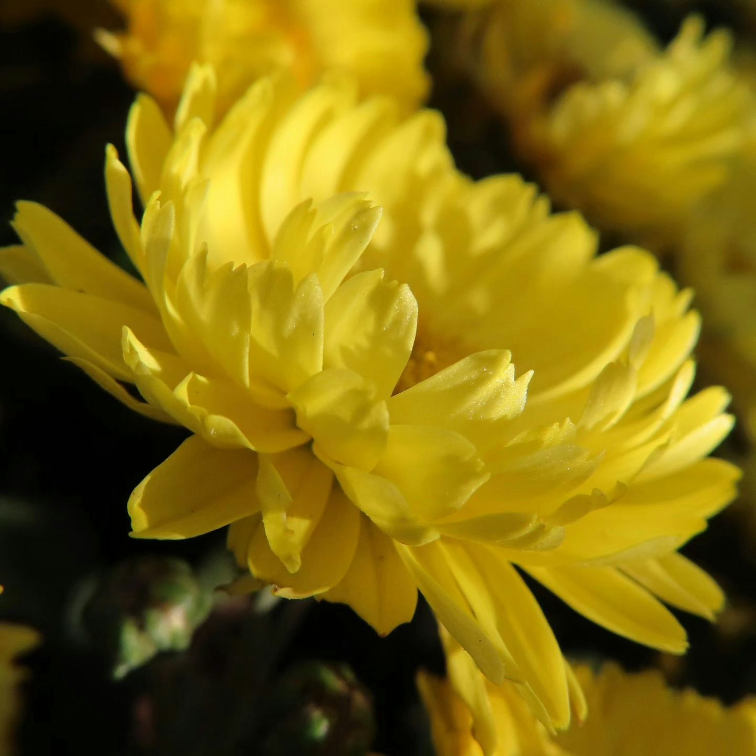 Fiore di crisantemo giallo vibrante che fiorisce in una luce brillante