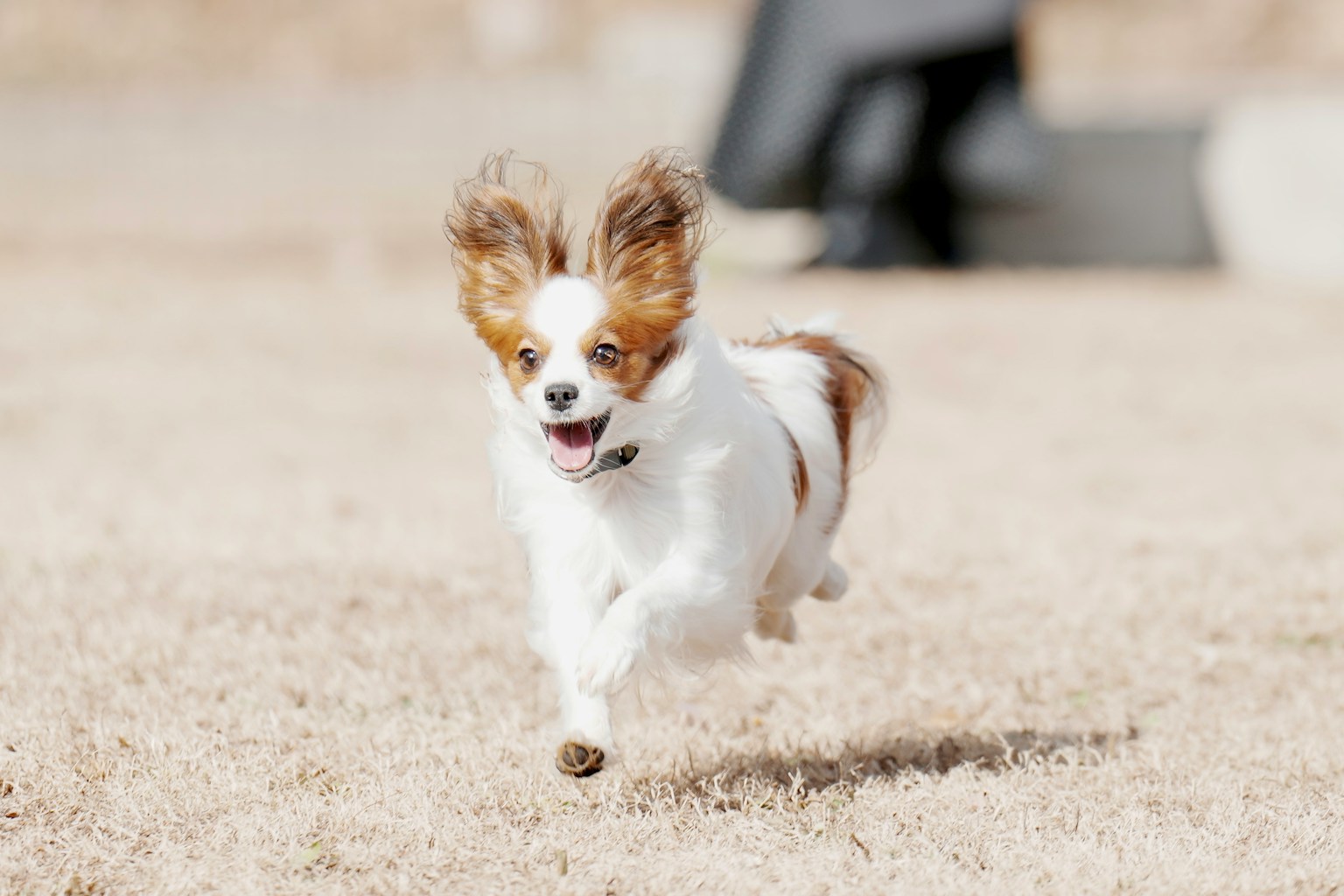 A running Papillon dog in a grassy area