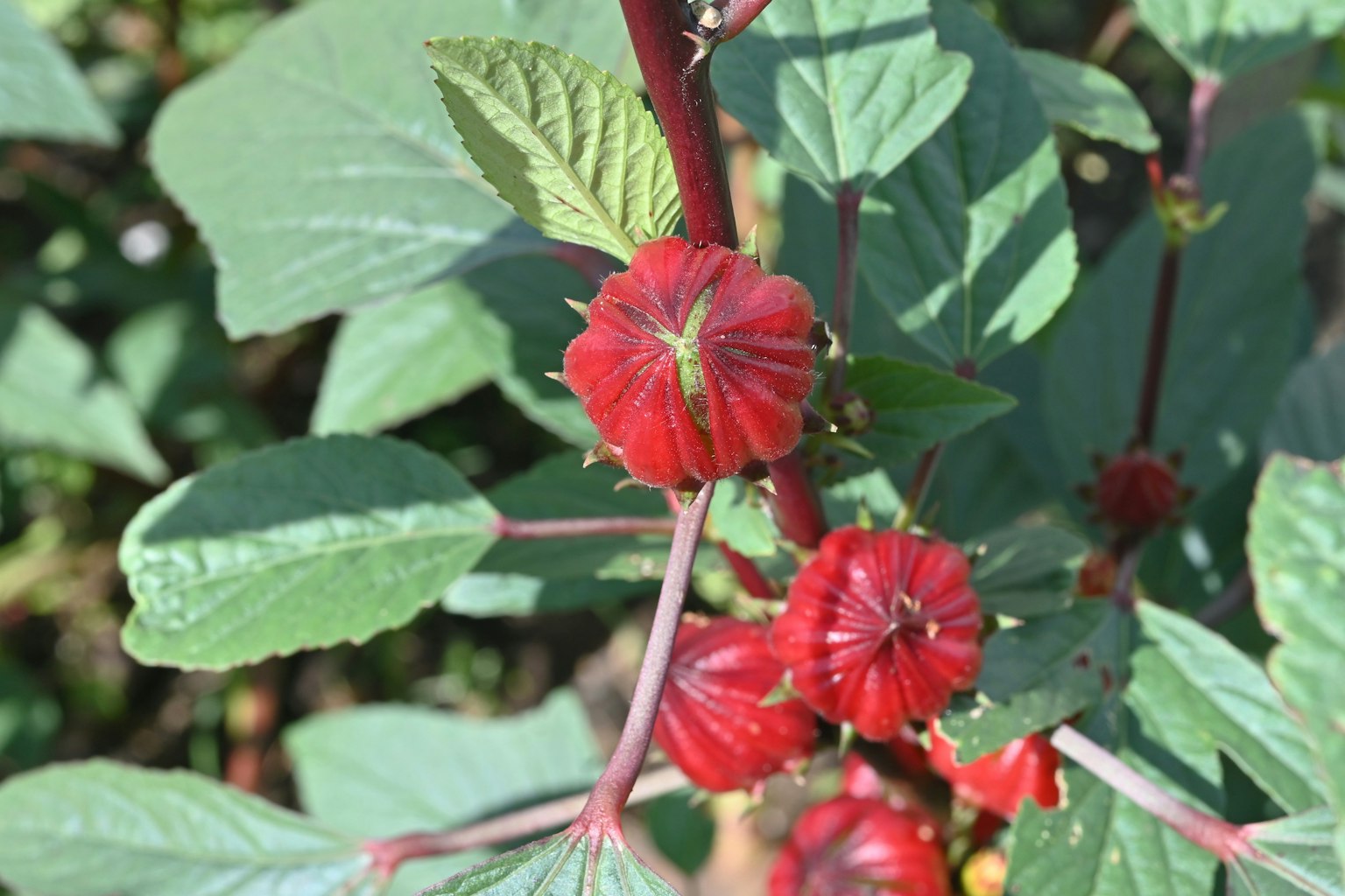 Acercamiento de una planta con flores rojas y hojas verdes