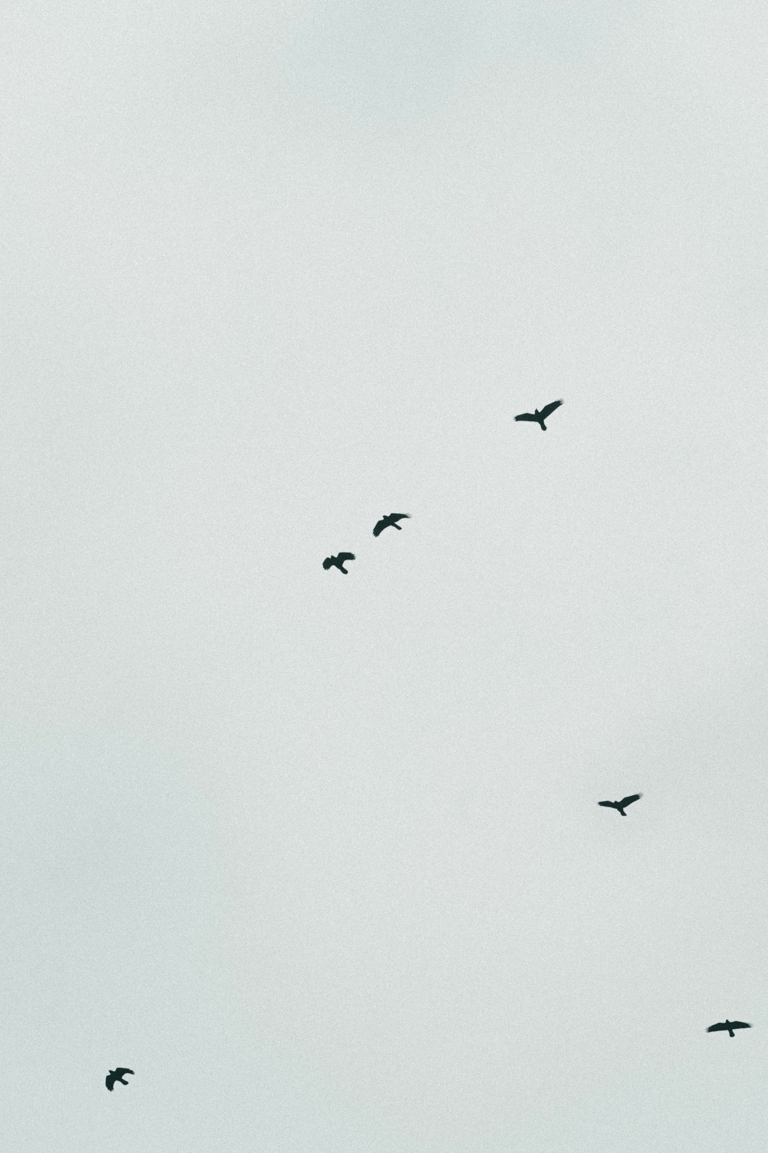 一群黑鸟在天空中飞翔