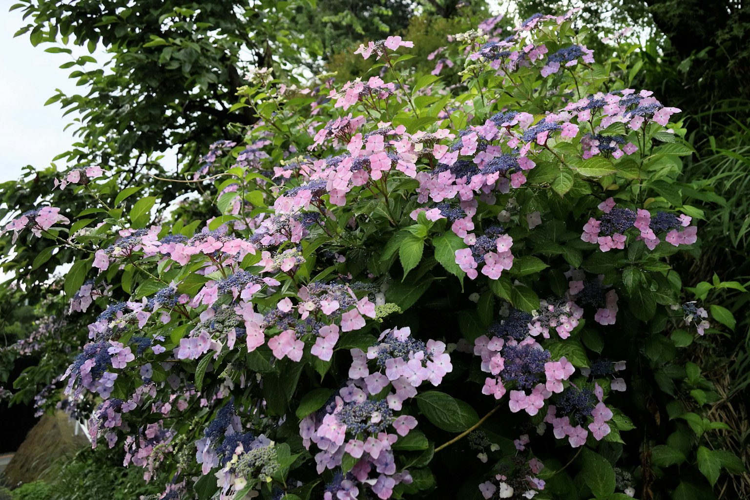Une plante luxuriante avec de belles fleurs violettes et roses