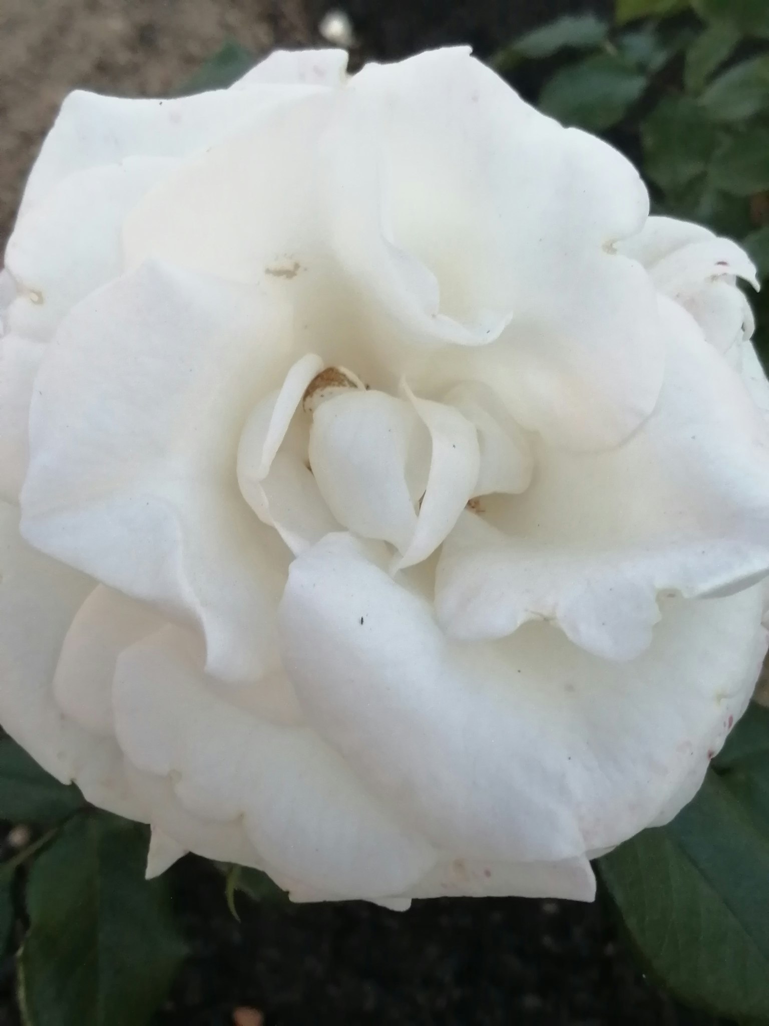 Gros plan d'une rose blanche en pleine floraison avec des pétales délicats