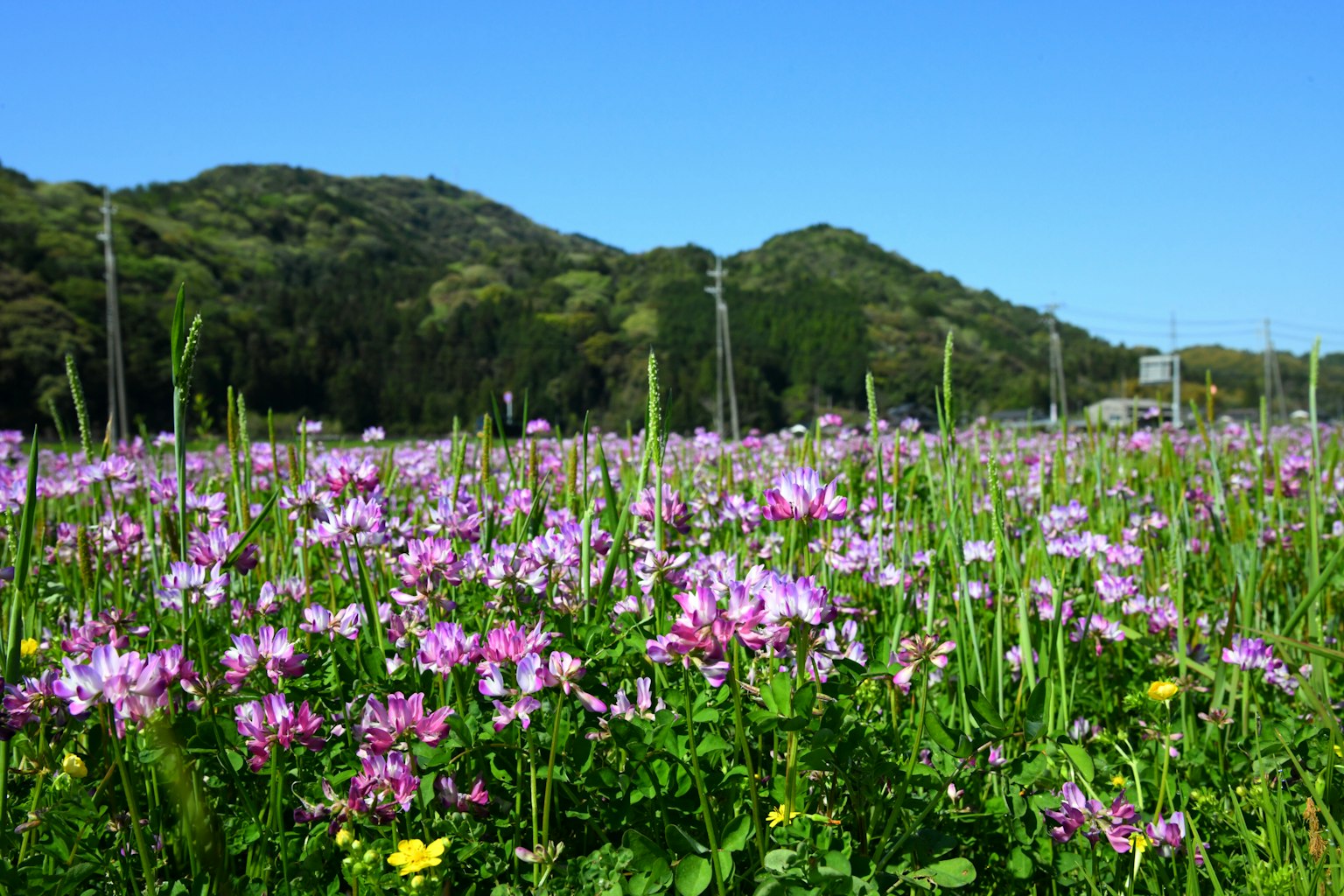 Flores moradas vibrantes floreciendo en un prado bajo un cielo azul