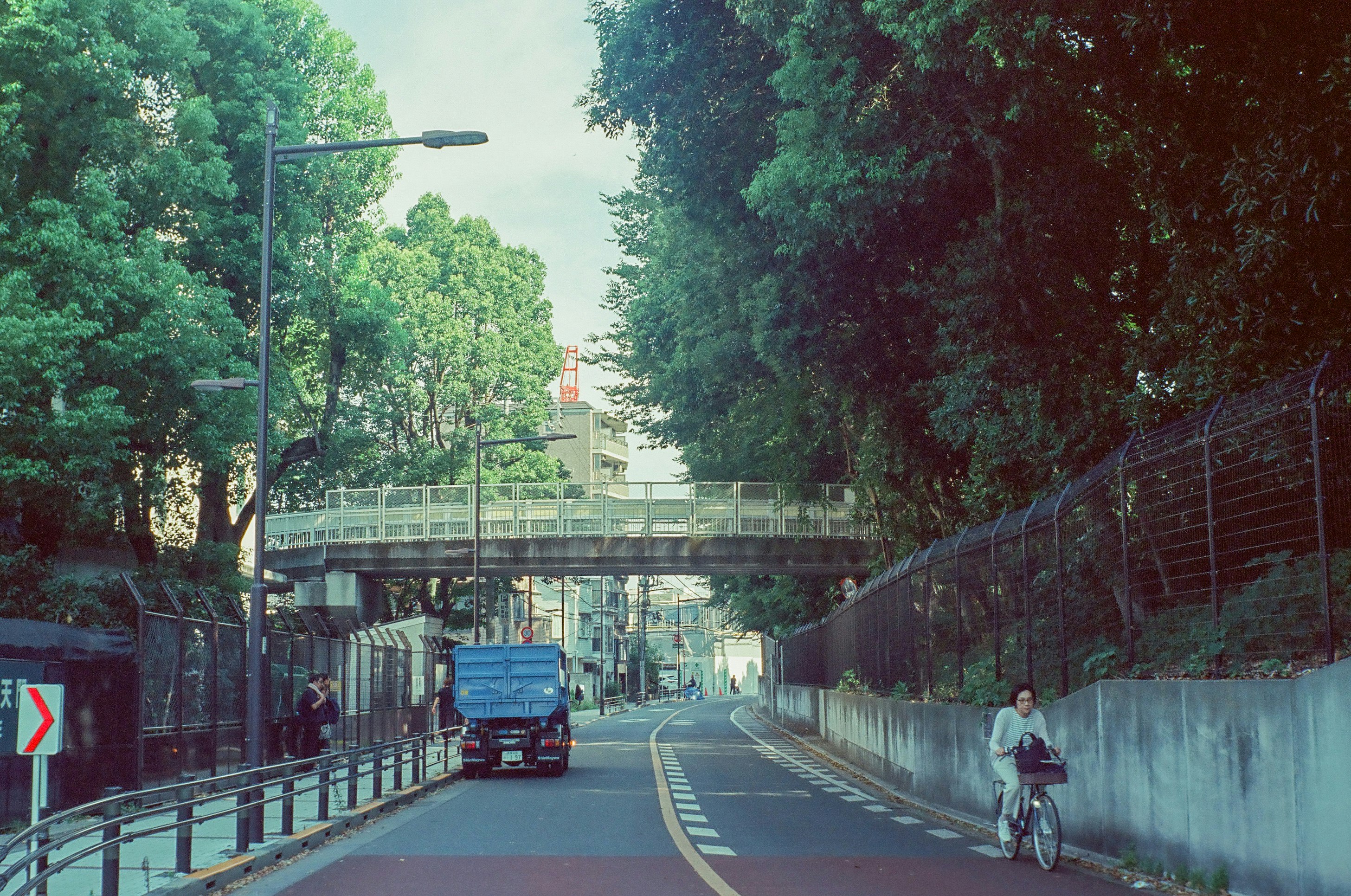 木々に囲まれた高架下の並木道を走る車と自転車のある街路