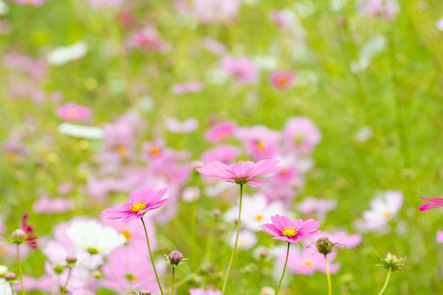 Un campo vibrante di fiori di cosmos rosa su uno sfondo verde morbido