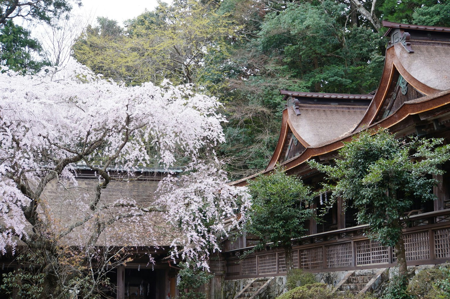 櫻花樹和傳統日本建築的寧靜場景