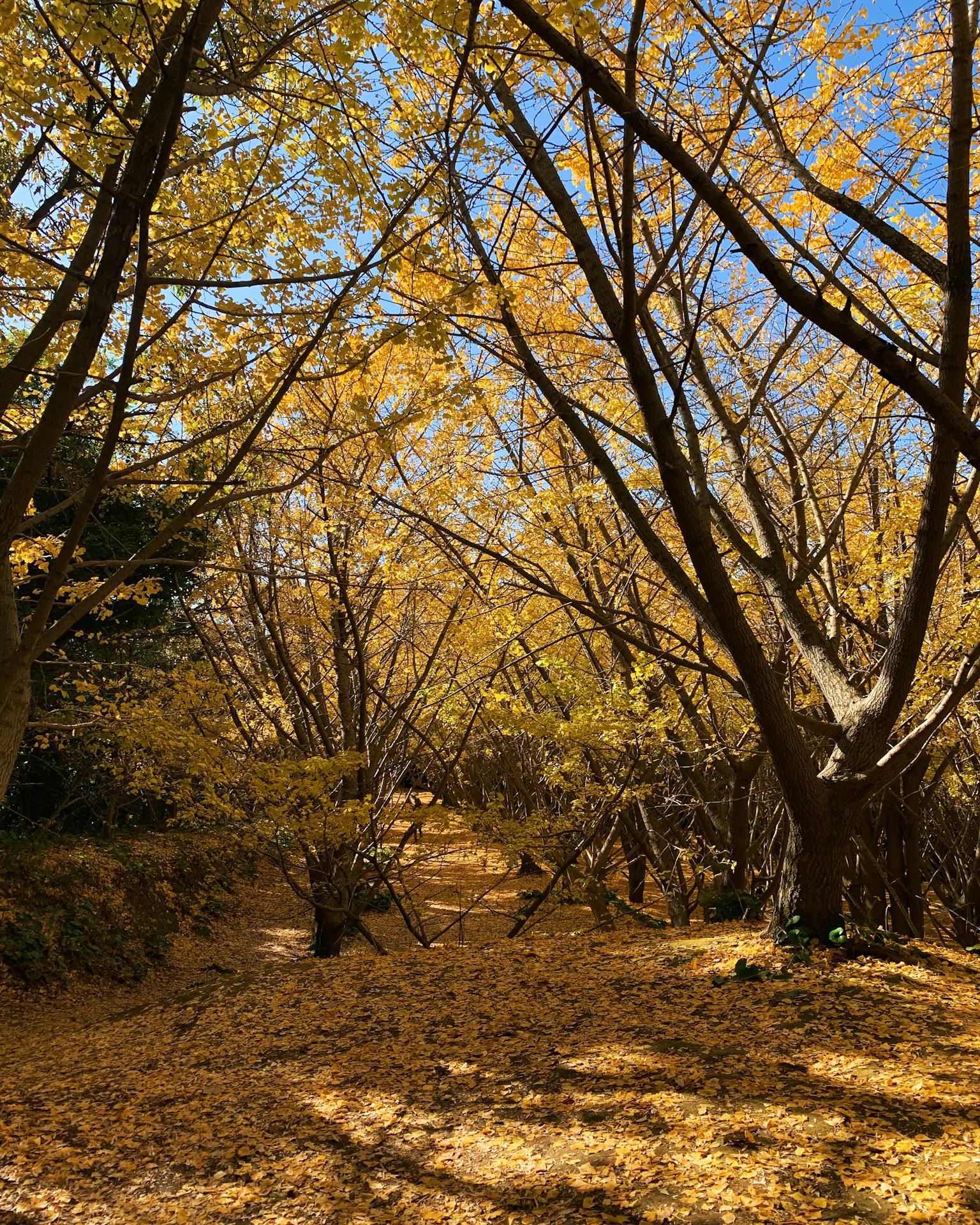 Herbstweg bedeckt mit gelben Blättern