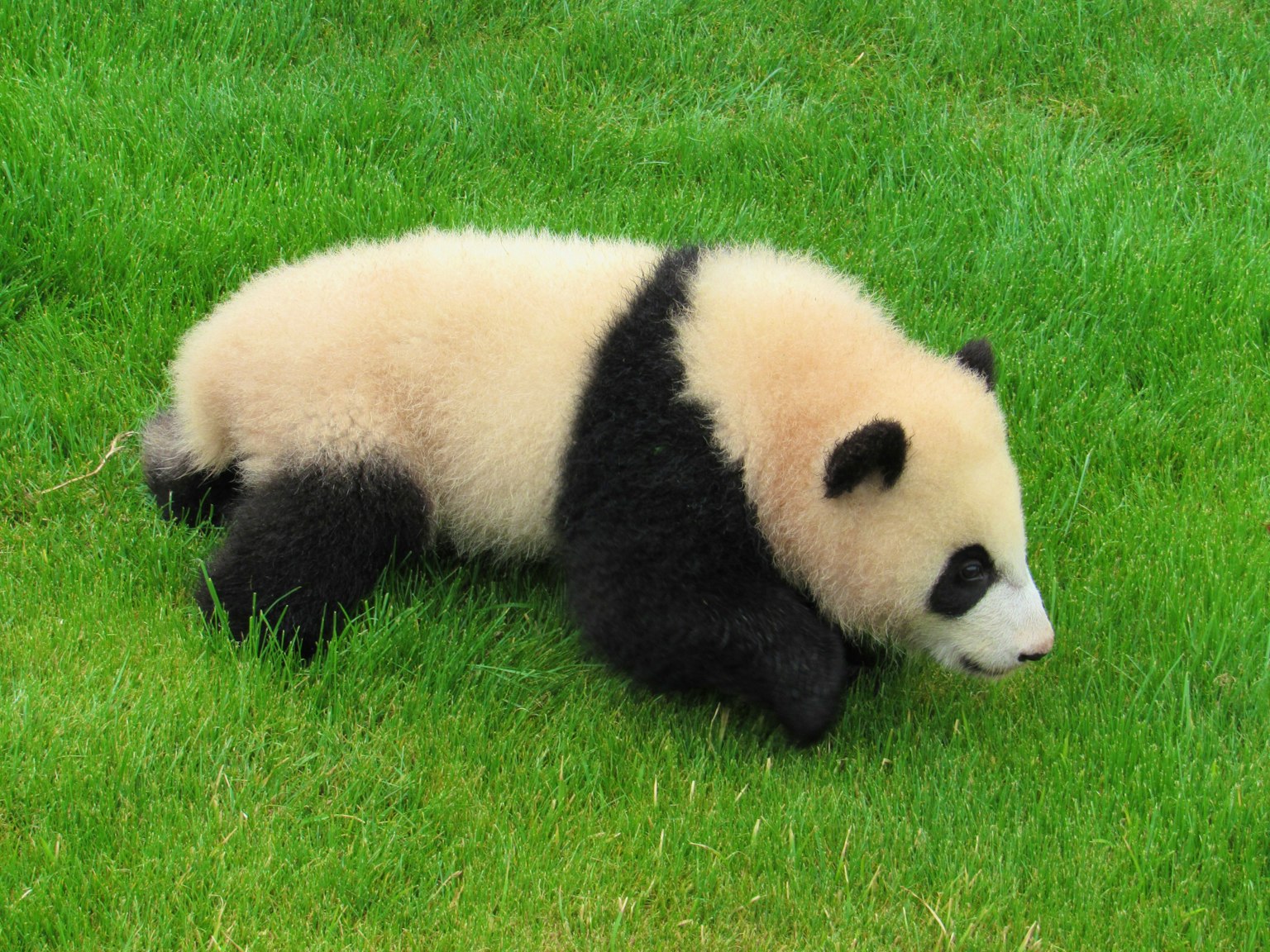 Ein Baby-Panda liegt auf grünem Gras
