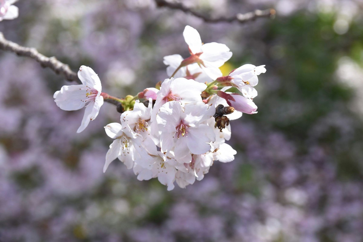 Una rama de flores de cerezo con una abeja descansando sobre las flores