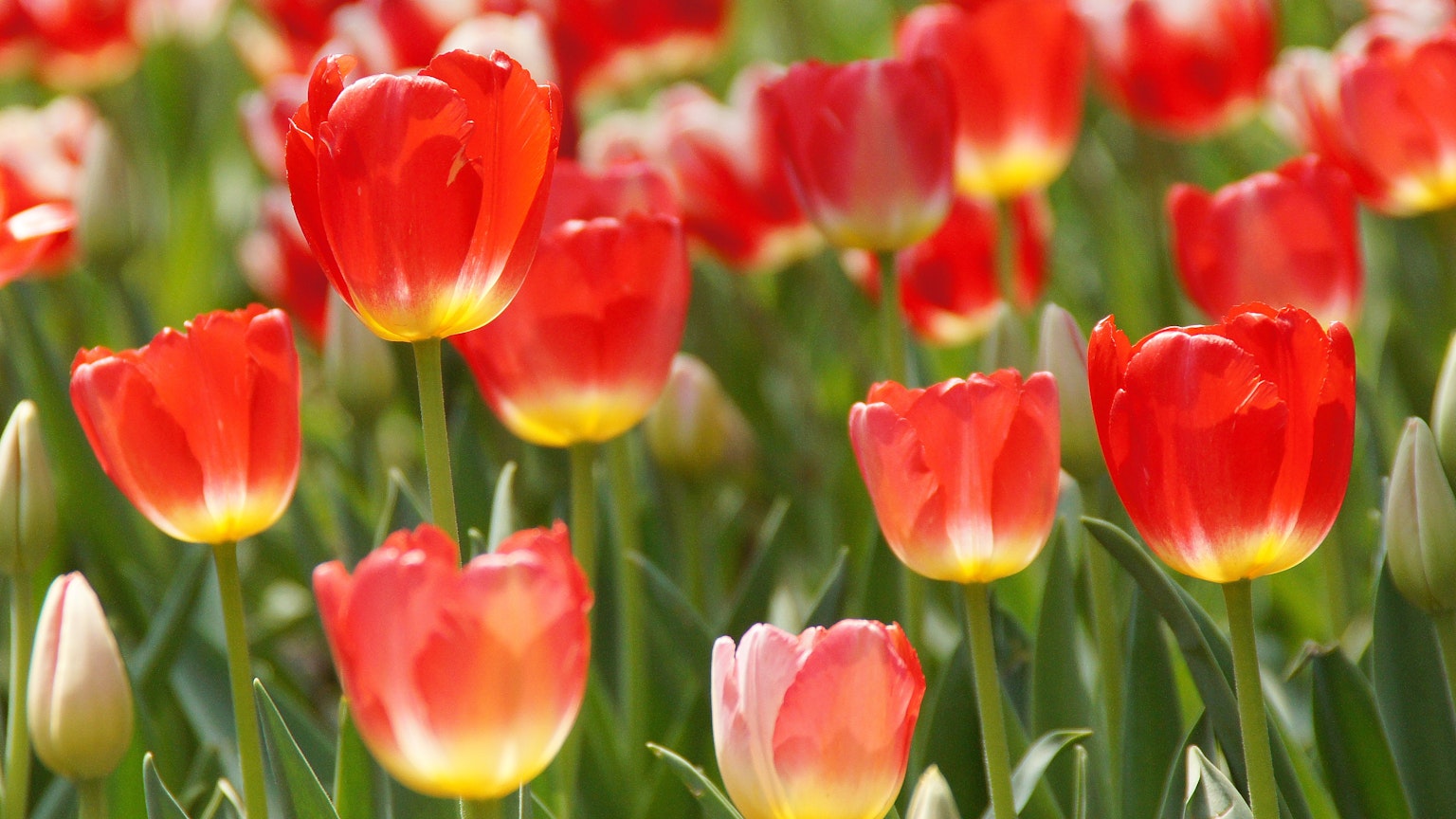 Tulipes vibrantes de différentes nuances de rouge fleurissant dans un jardin