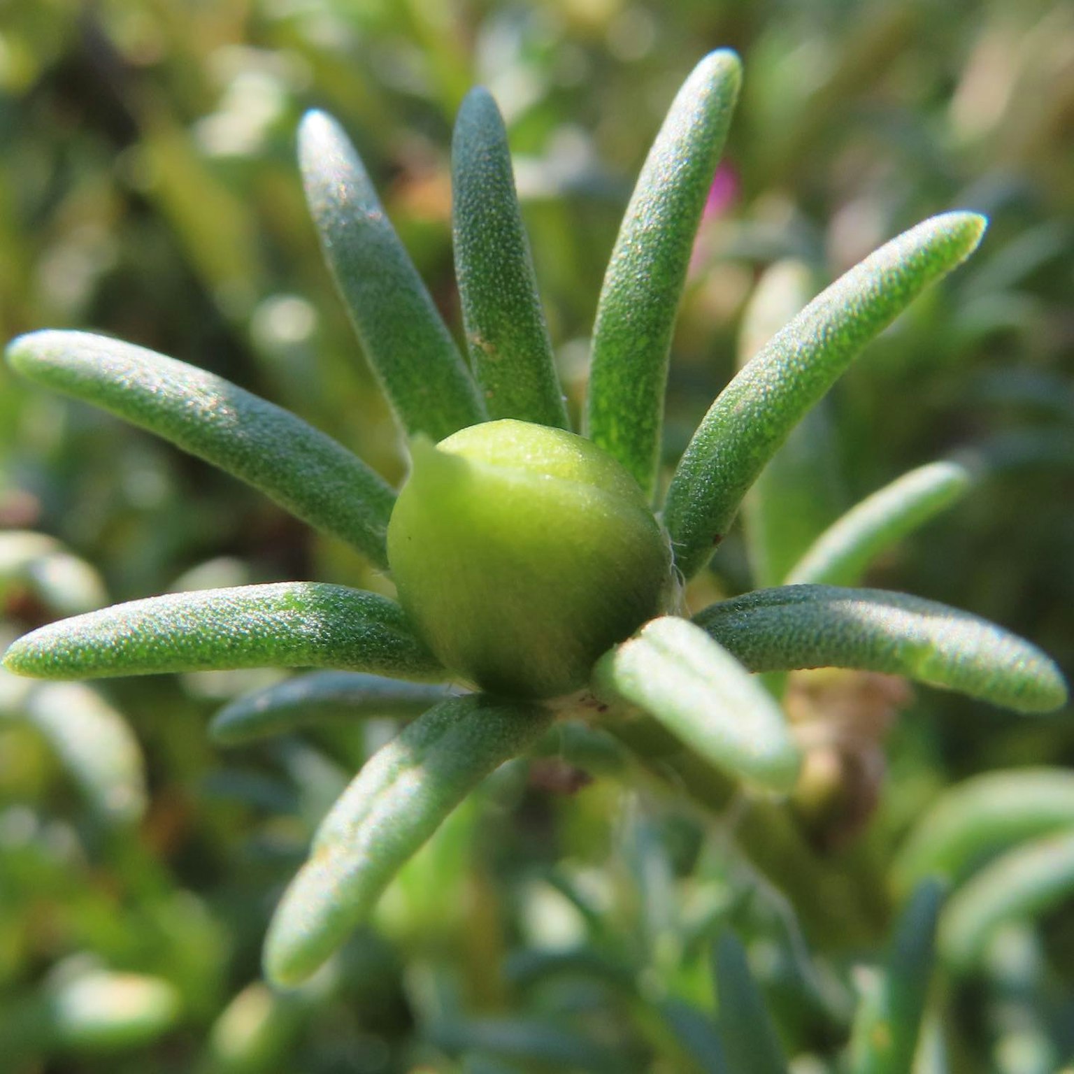 Pianta succulenta con un bocciolo sferico verde e foglie radiali