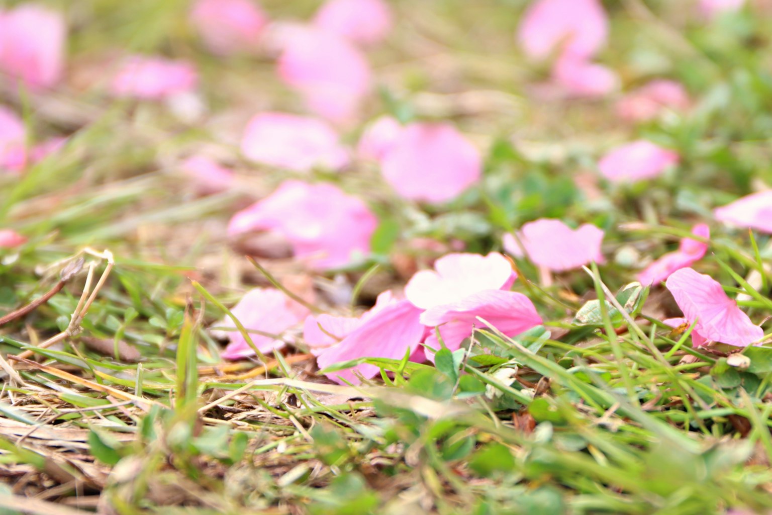 Pétalos de flores rosas esparcidos sobre hierba verde