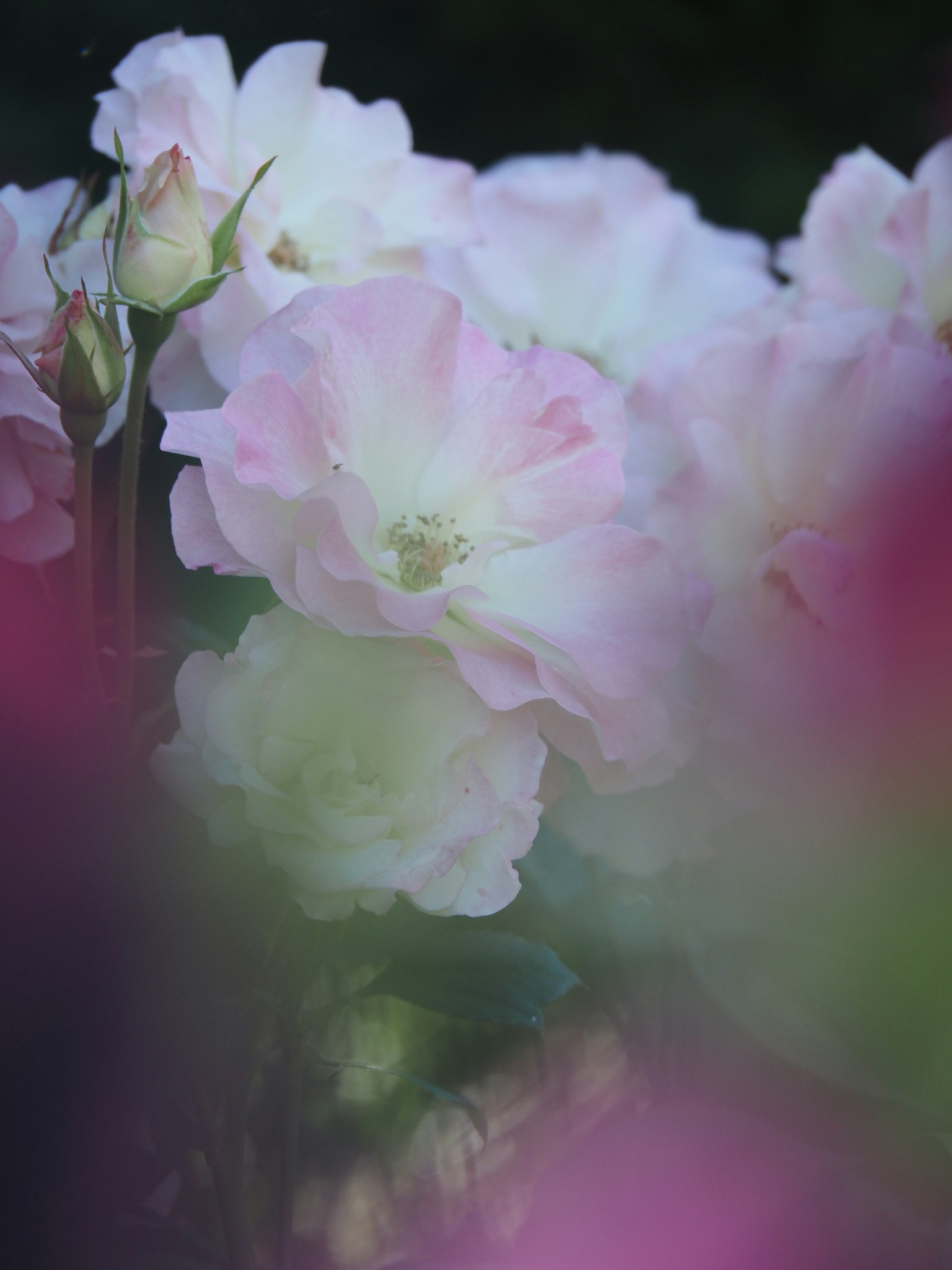 Softly colored roses blooming in the image