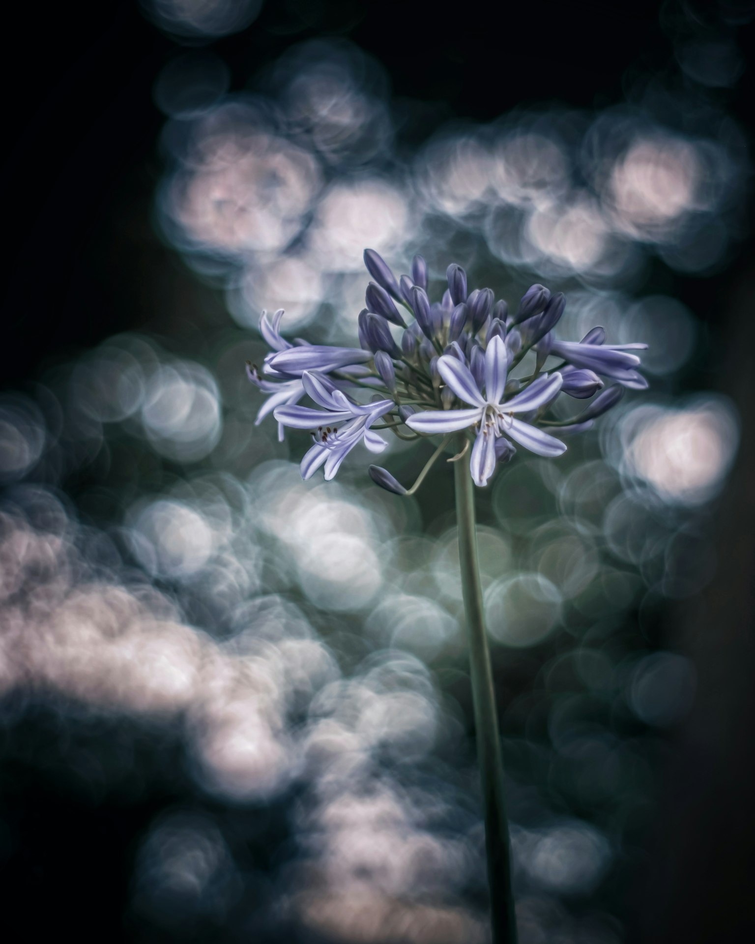 Eine lila Blume hebt sich von einem verschwommenen Hintergrund ab