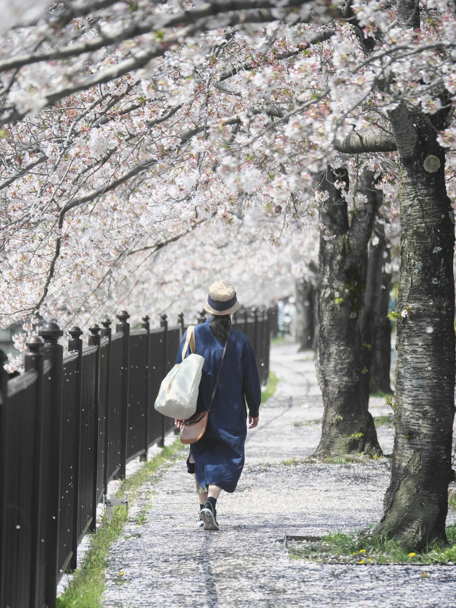 Donna che cammina lungo un sentiero fiancheggiato da alberi di ciliegio in fiore