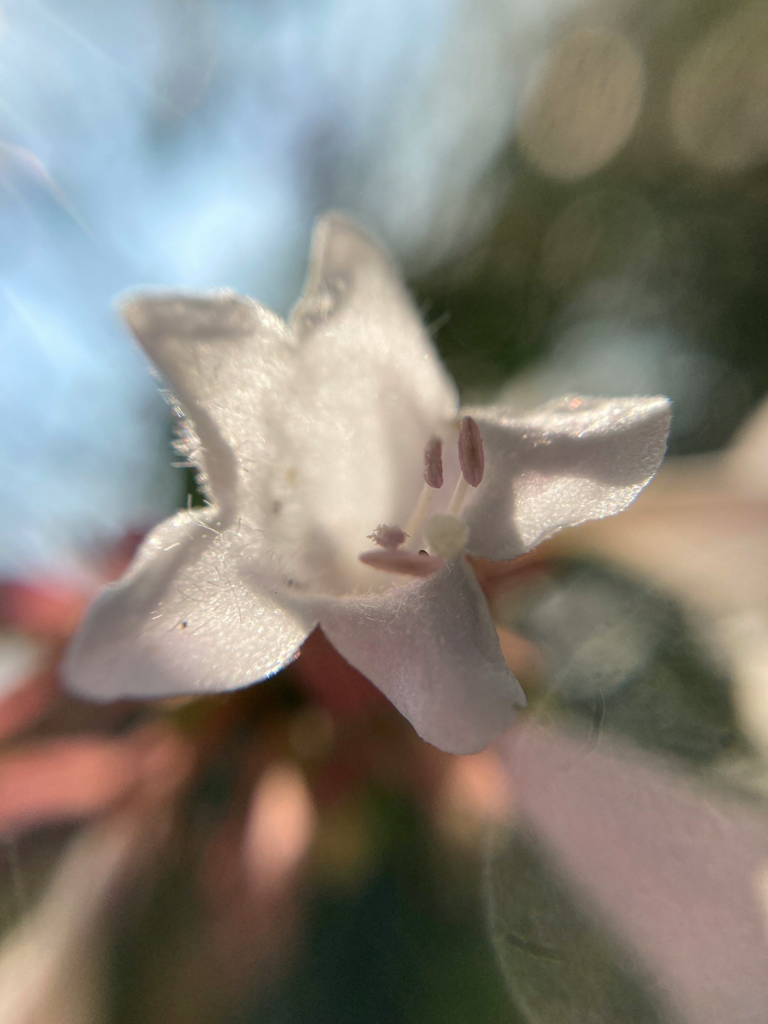 Gros plan d'une fleur blanche avec un arrière-plan doux et une lumière naturelle