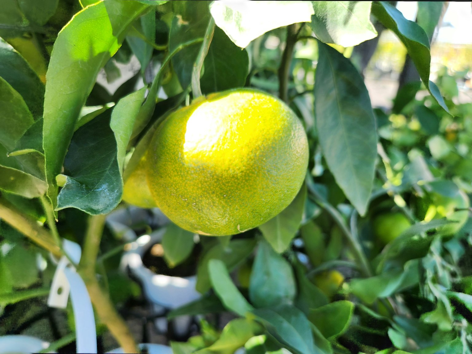 Green citrus fruit hanging among the leaves